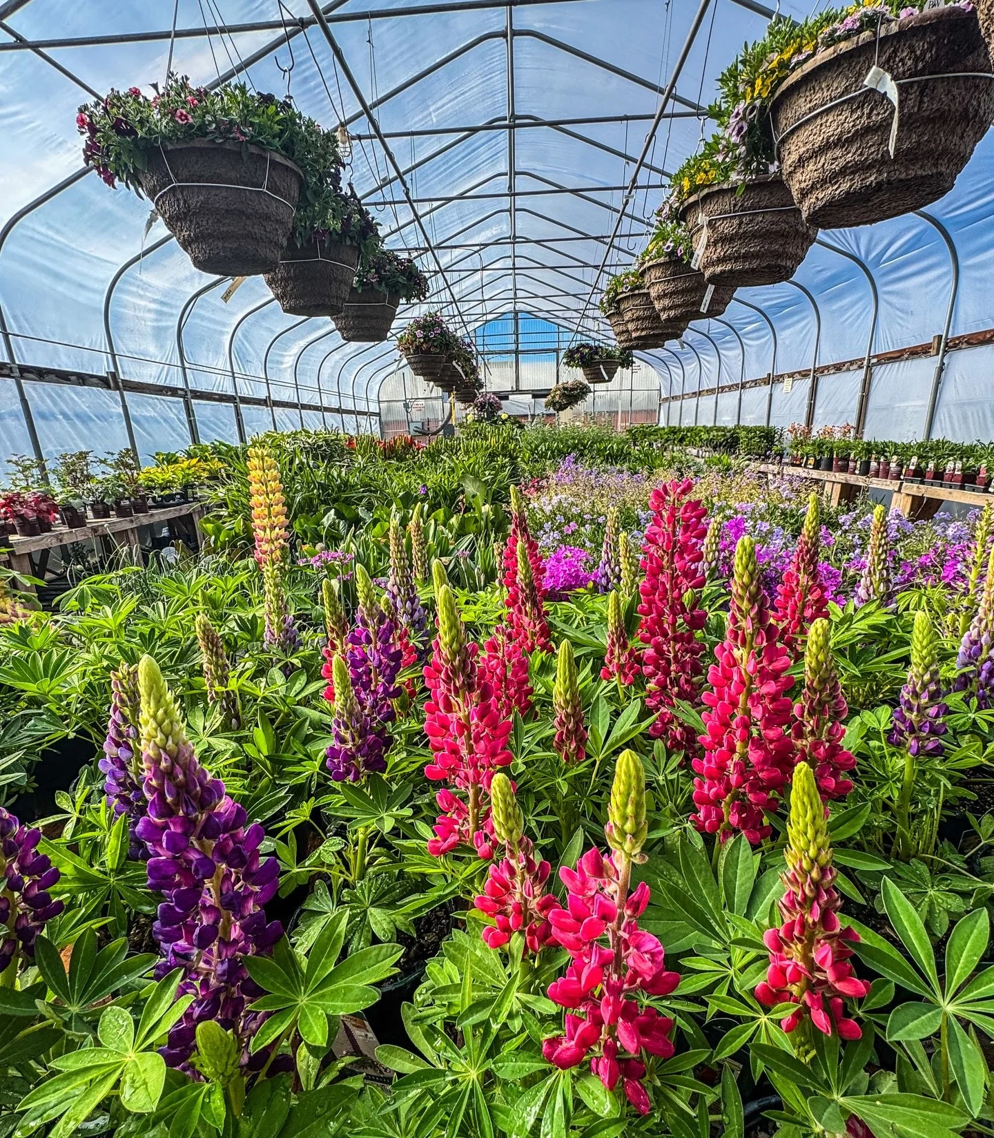Mother&rsquo;s Day at New Leaf starts tomorrow, and the nursery is the fullest it&rsquo;s been all season. 🌿🌸

From colorful annuals and perennials to lush hanging baskets, trailing vines, roses, peonies, garden art, and so much more &mdash; we&rsq
