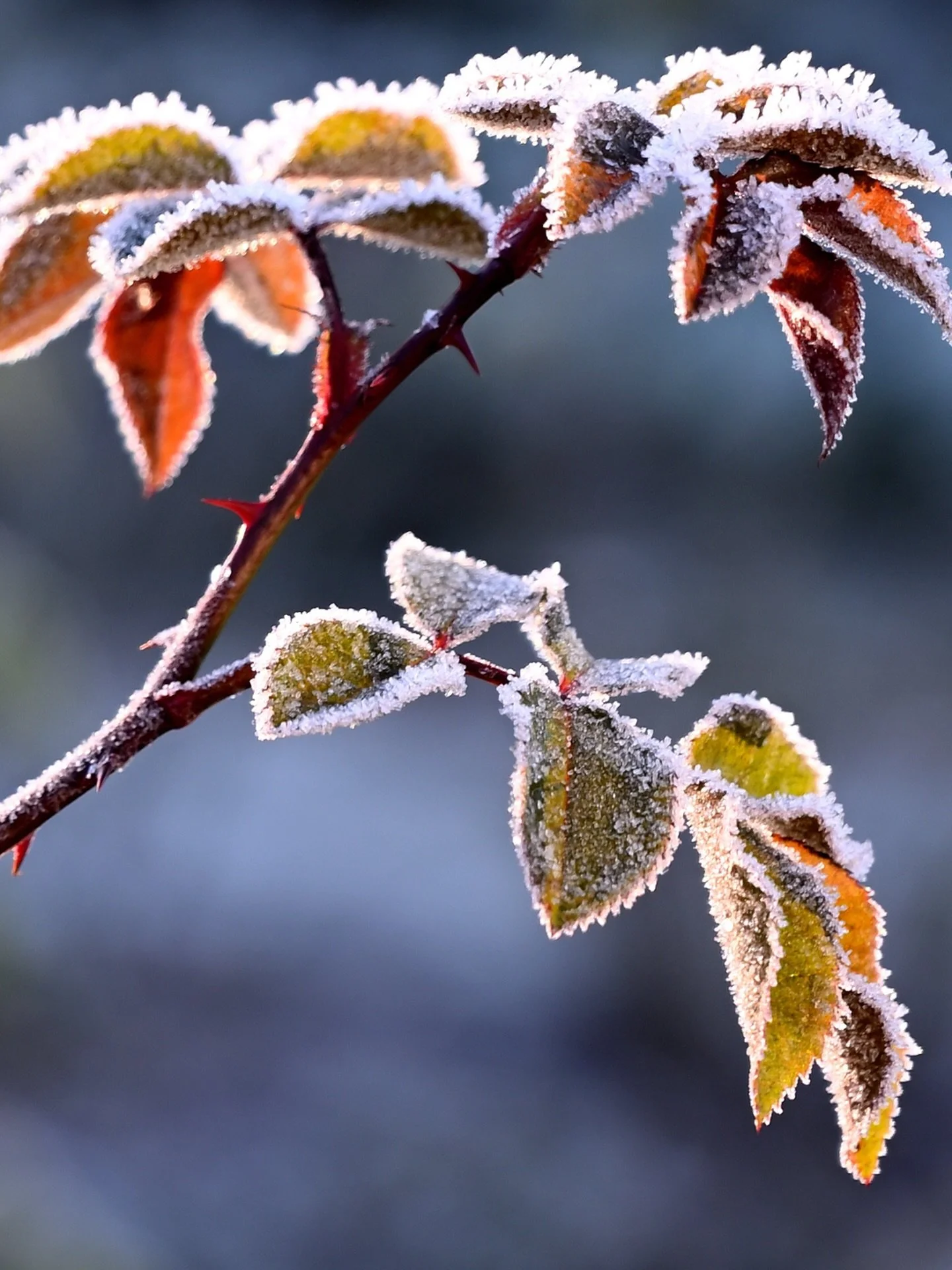 ❄️ FROST WARNING TONIGHT

Temps are expected to drop overnight, which means it&rsquo;s time to give your tender plants a little extra protection!

Plants most susceptible to frost damage include:
&bull; Tomatoes 🍅
&bull; Peppers 🌶️
&bull; Basil 🌿
