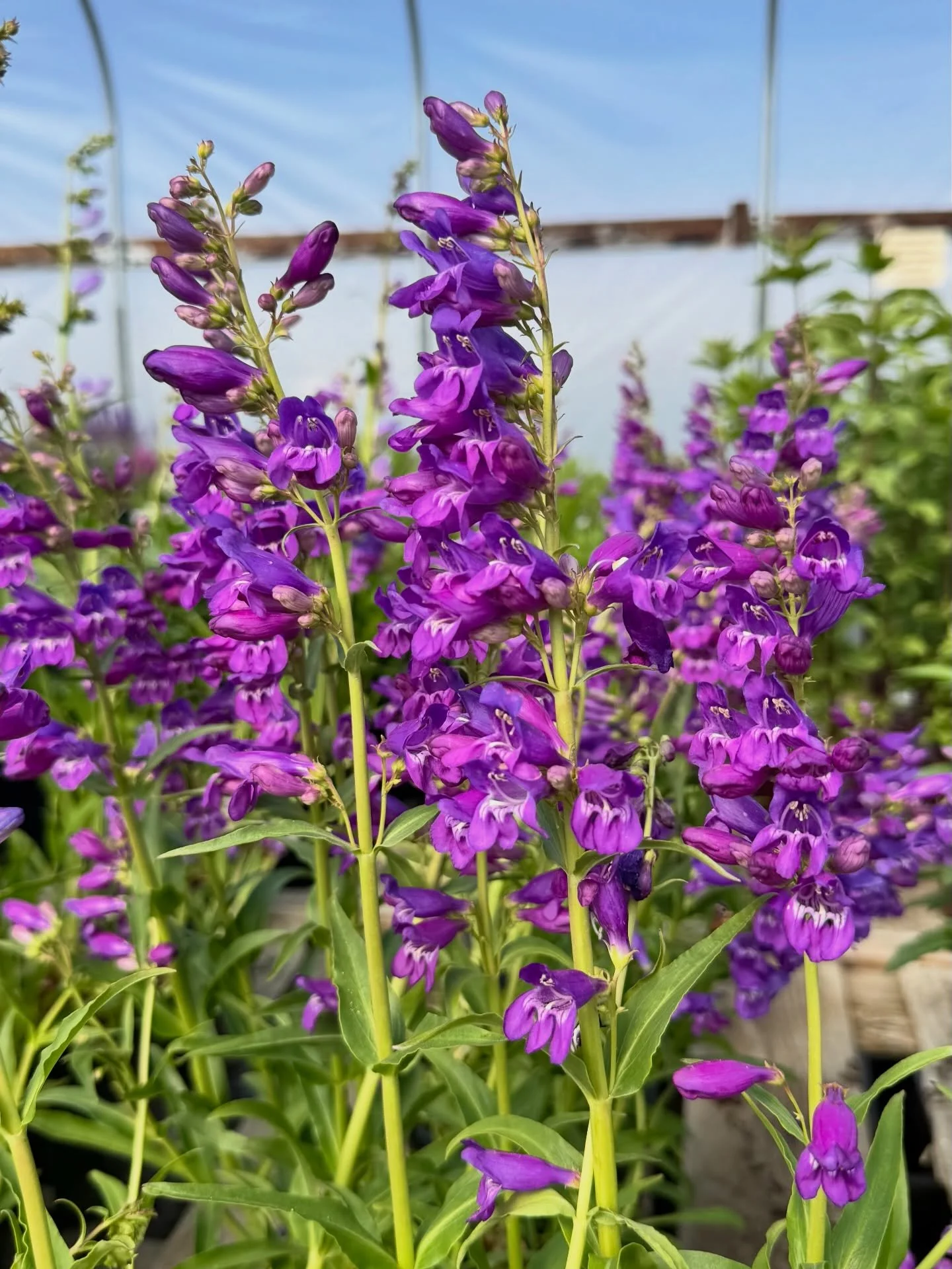 There&rsquo;s just something magical about the nursery after the rain. ✨

Everything feels extra alive &mdash; the blooms are brighter, the greenery is glowing, and every corner is bursting with fresh color and new growth. 🌱 

And as if the rain was