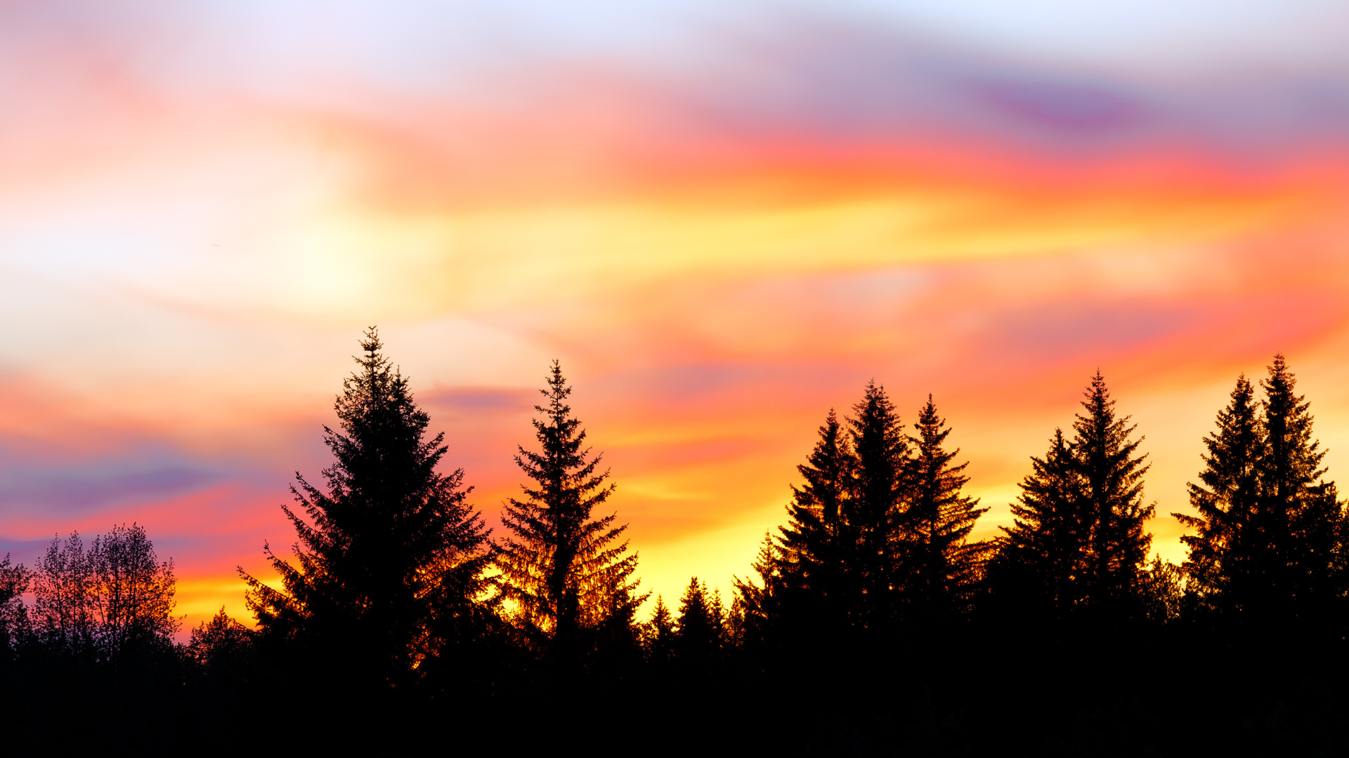 Buzzed at Sunset