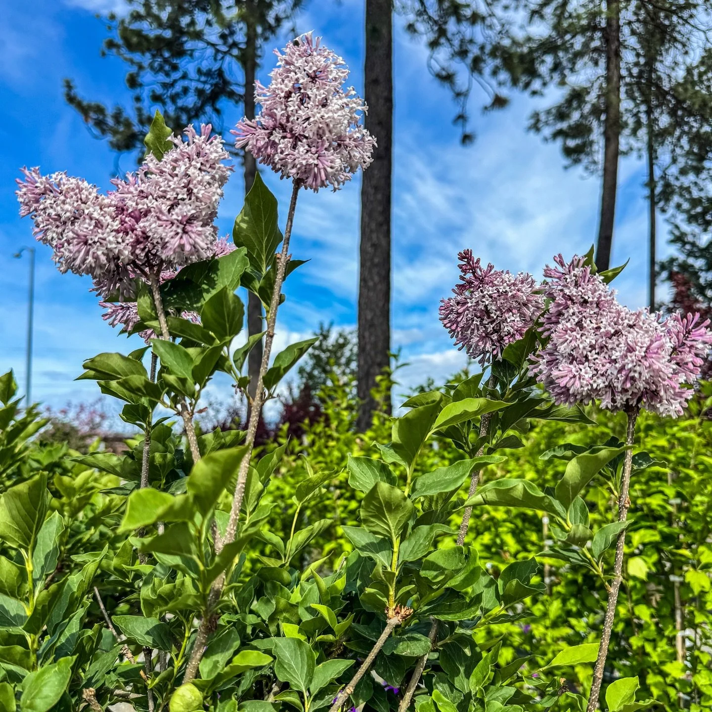 Did You Know? 💐🌳

You can enjoy some of your favorite flowering shrubs in tree form! 🌸✨ 

In horticulture, &ldquo;on standard&rdquo; or &ldquo;tree form&rdquo; refers to a plant that has been cultivated to grow on a single, upright trunk, elevatin