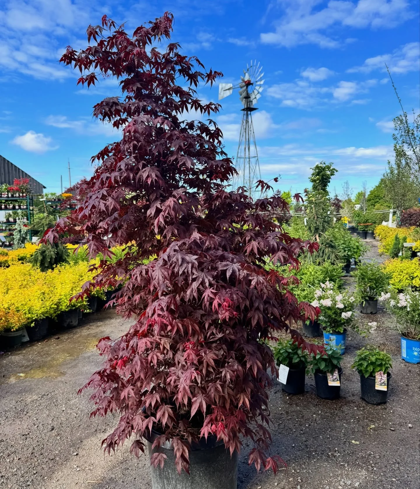 🍁 Japanese Maples, anyone?

These striking beauties are leafing out in vibrant shades of red, purple, and green &mdash; and come fall, some will turn a fiery crimson!🔥🍂

Japanese Maples are incredibly versatile landscape trees. With so many unique