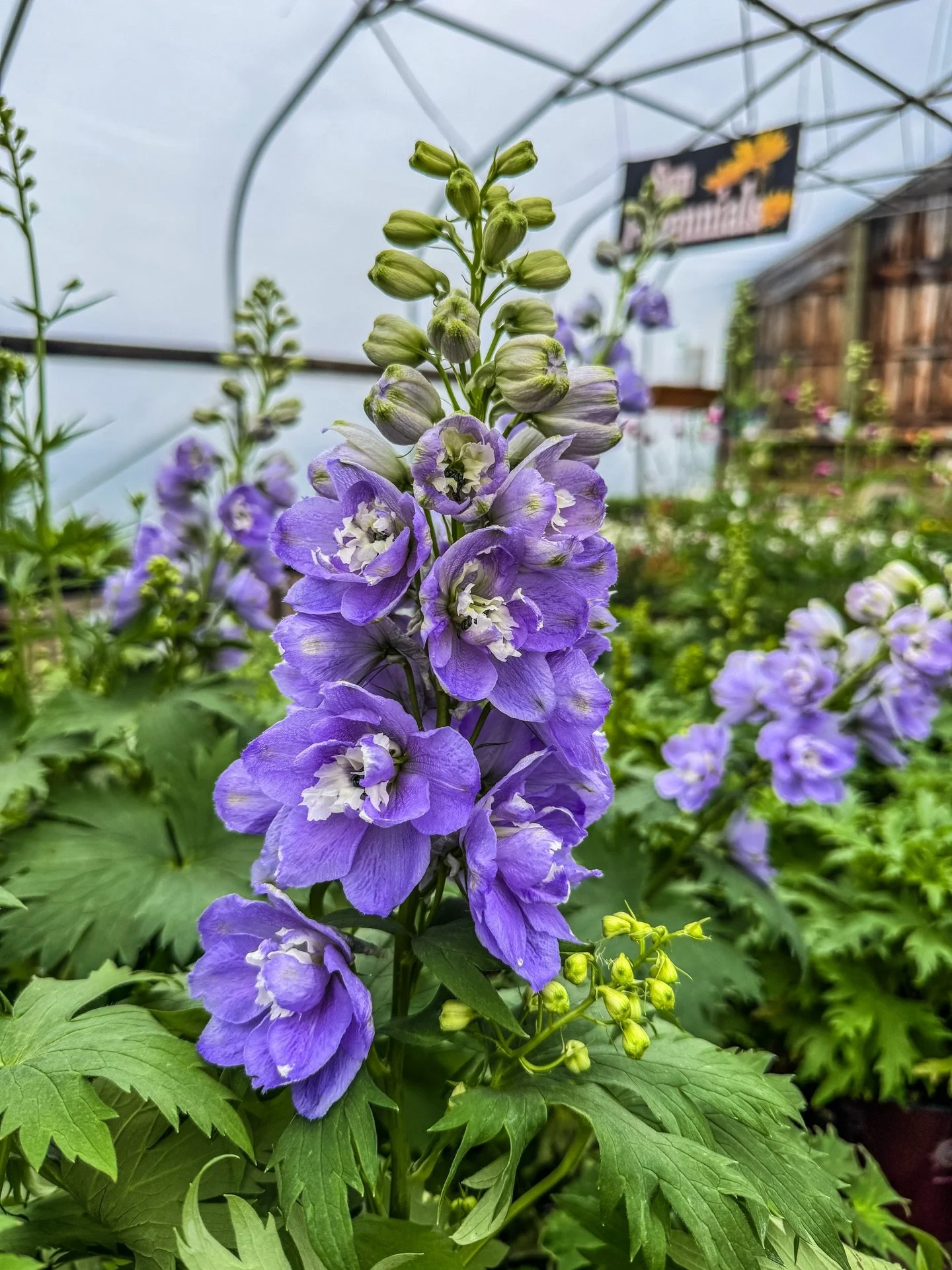 Great news, plant lovers! 🌼 🌱 

Truckloads of summer-blooming perennials and shrubs are rolling into New Leaf.

Now&rsquo;s the time to plant for lasting summer color, and the nursery is filling up fast with gorgeous perennials ready for your garde