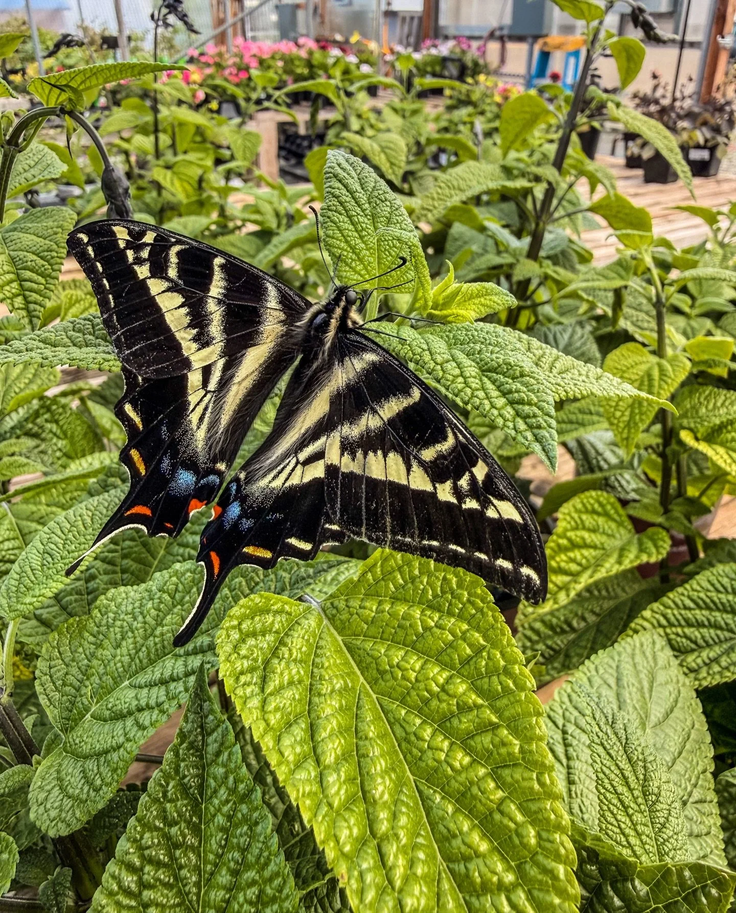 We had a very special visitor at the nursery this week&mdash;and it absolutely stole the show. Just look at the stunning colors on this gorgeous swallowtail butterfly!

Nature keeps surprising us in the best ways 🌿🦋

If you&rsquo;re in the area, st
