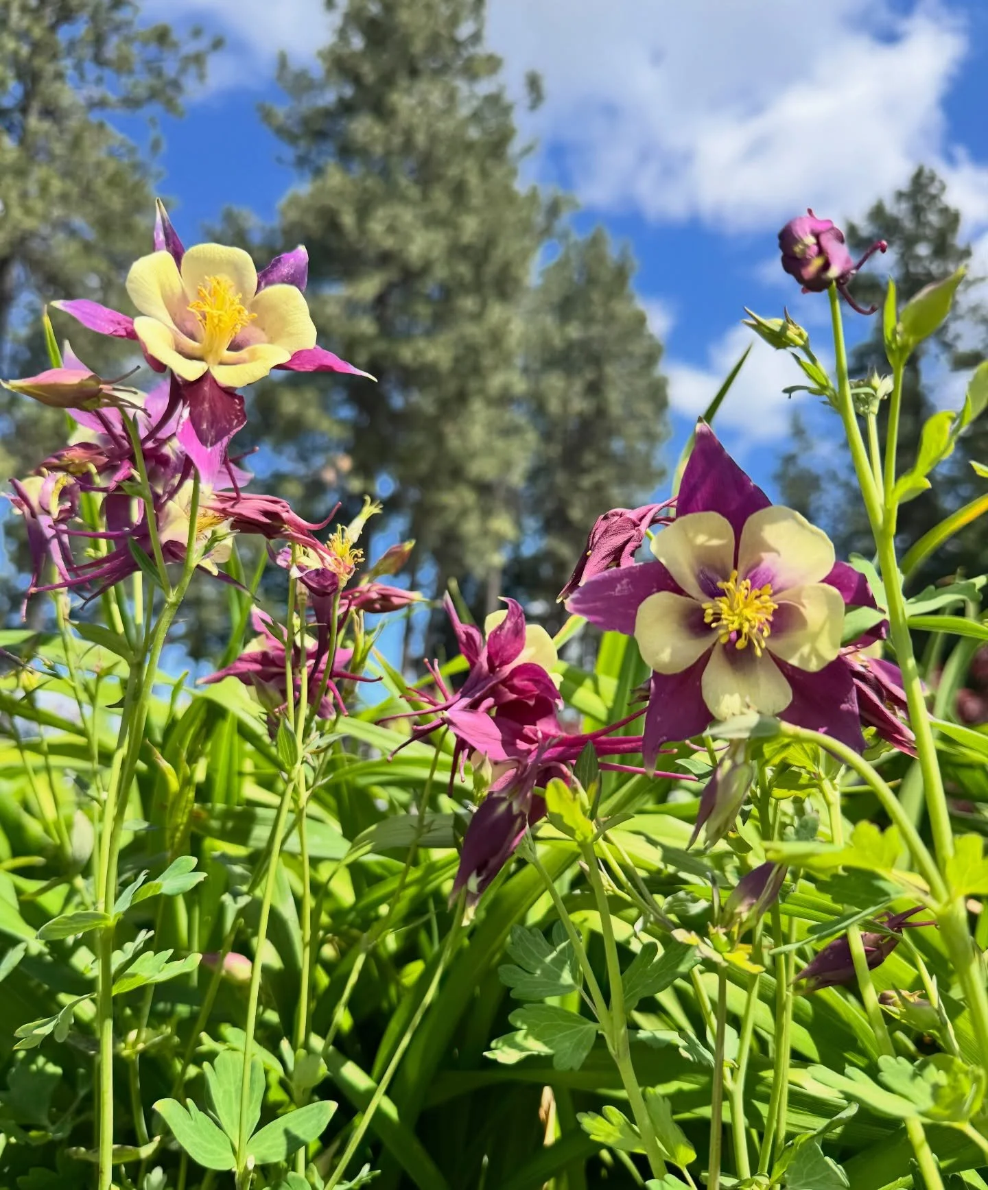 🌸 Summer Is Officially Here At New Leaf! 🌸

As we&rsquo;ve transitioned from spring into summer, the nursery is looking better than ever. While spring blooms may be winding down, the show is far from over! Our greenhouses are packed with beautiful 