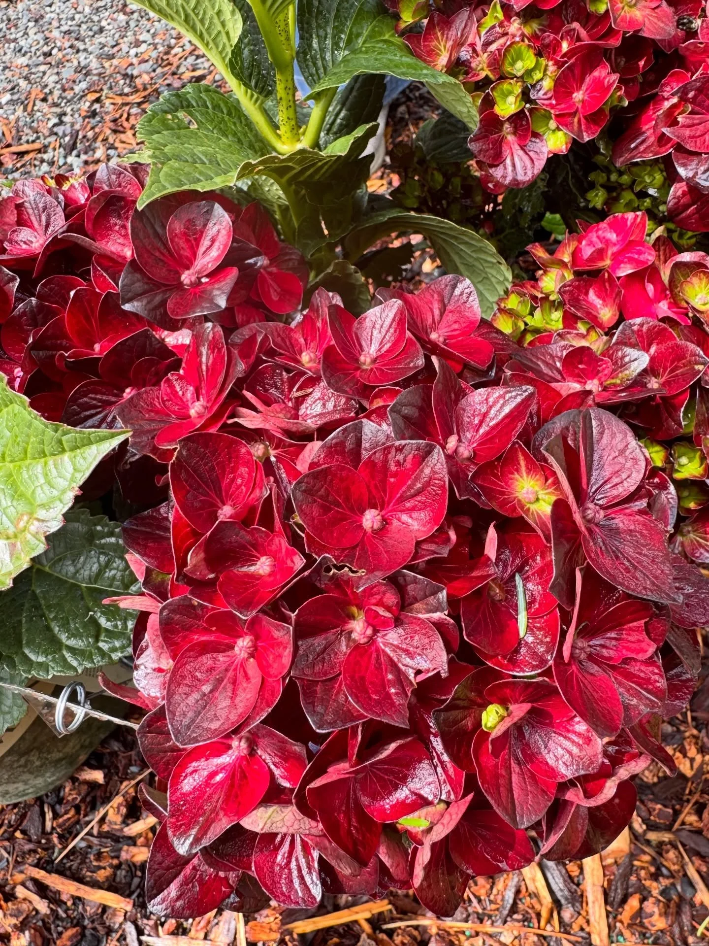 🌺✨Meet the Centennial Ruby Hydrangea!

We&rsquo;re excited to introduce this stunning hydrangea that brings bold color and timeless beauty to the garden. The Centennial Ruby Hydrangea features rich ruby-red blooms that mature into deep rosy tones, c