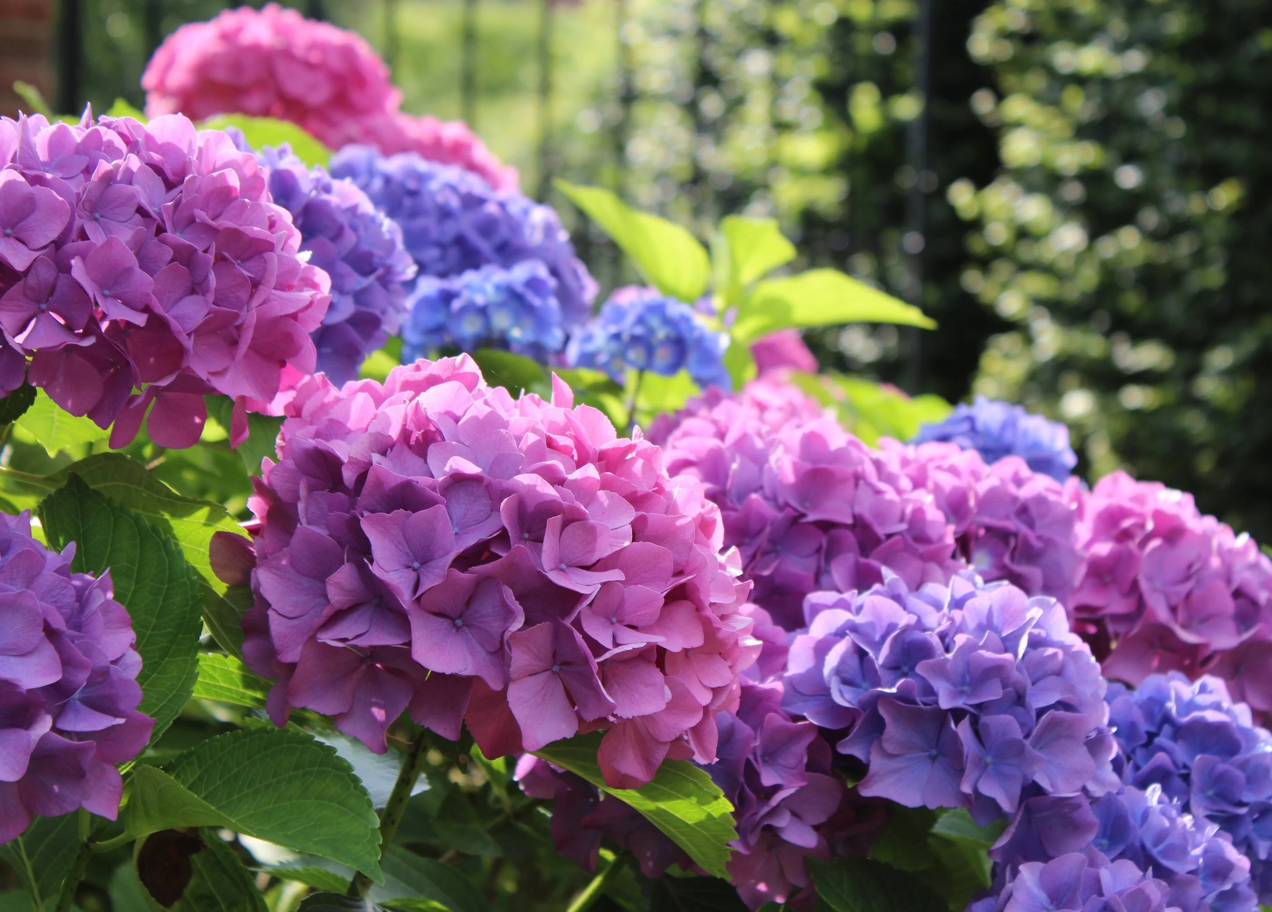 HYDRANGEAS
