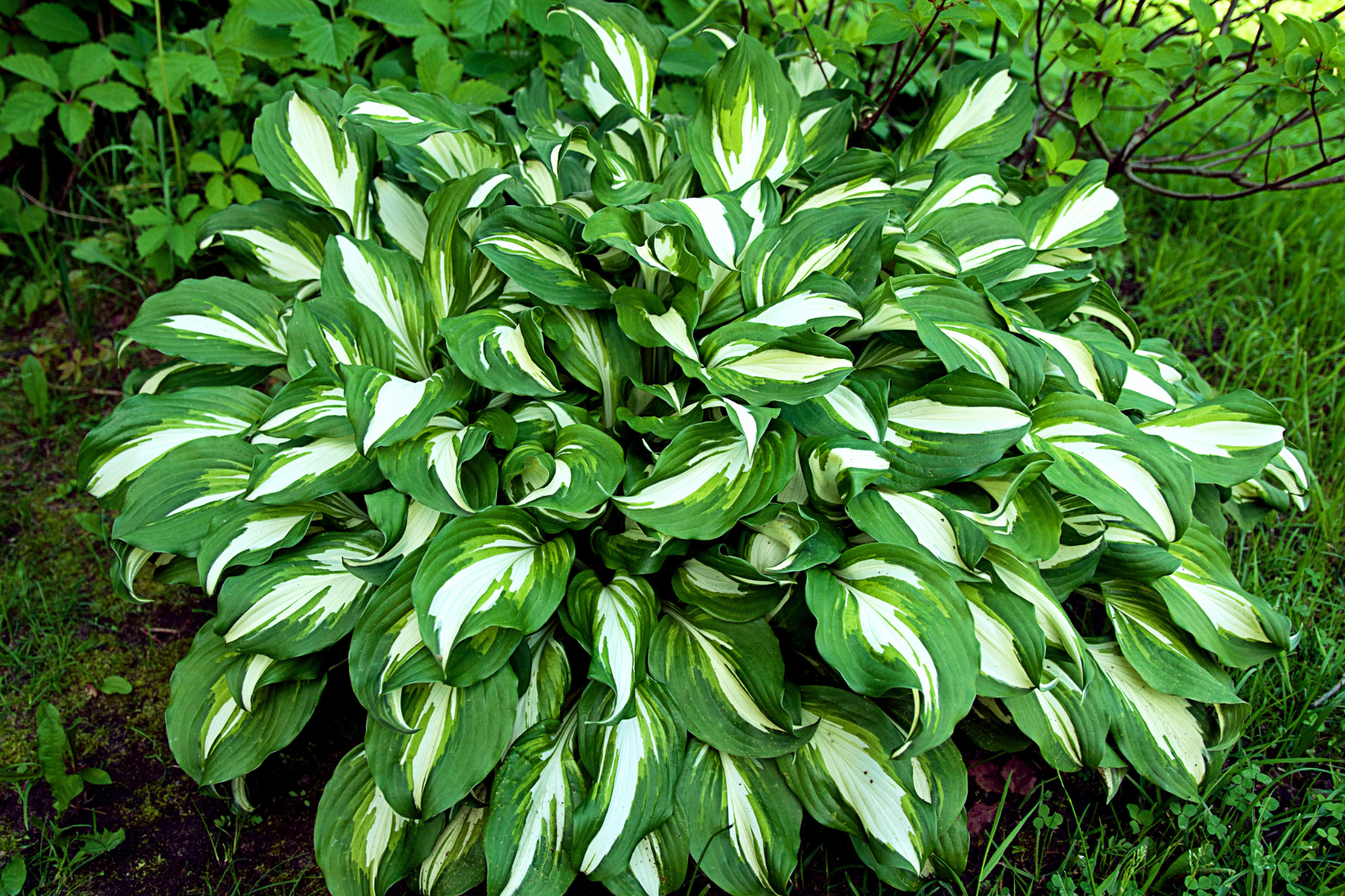 SHADE PERENNIALS