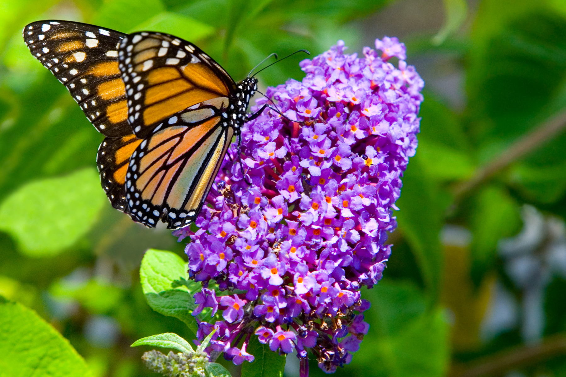 POLLINATOR FAVORITES