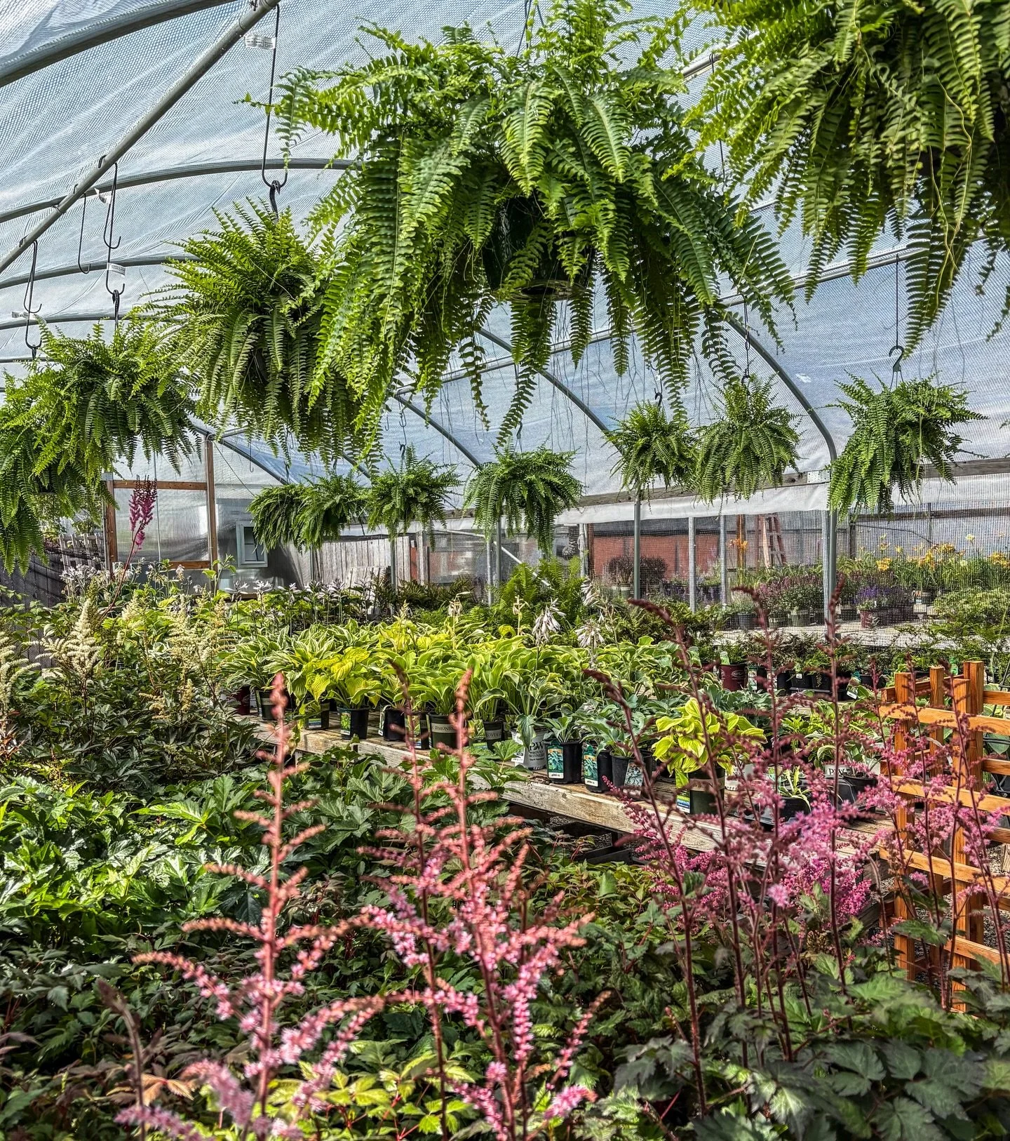 Throw some shade on these hot days ahead! ☀️ 

🌿 Ferns are back in stock in 6&rdquo; + 10&rdquo; &mdash; perfect for patios, desks, and shady corners. Come grab yours before they&rsquo;re gone!