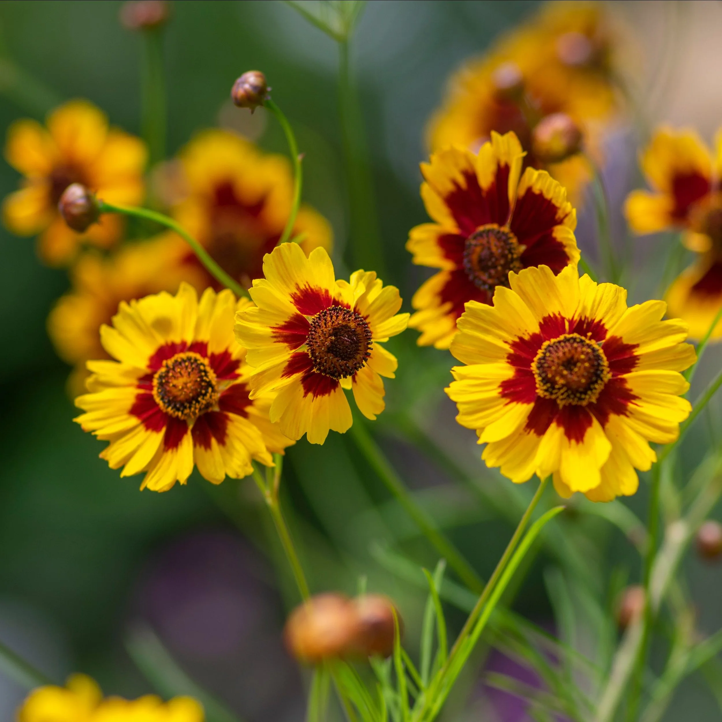 Your Guide to Summer Gardening