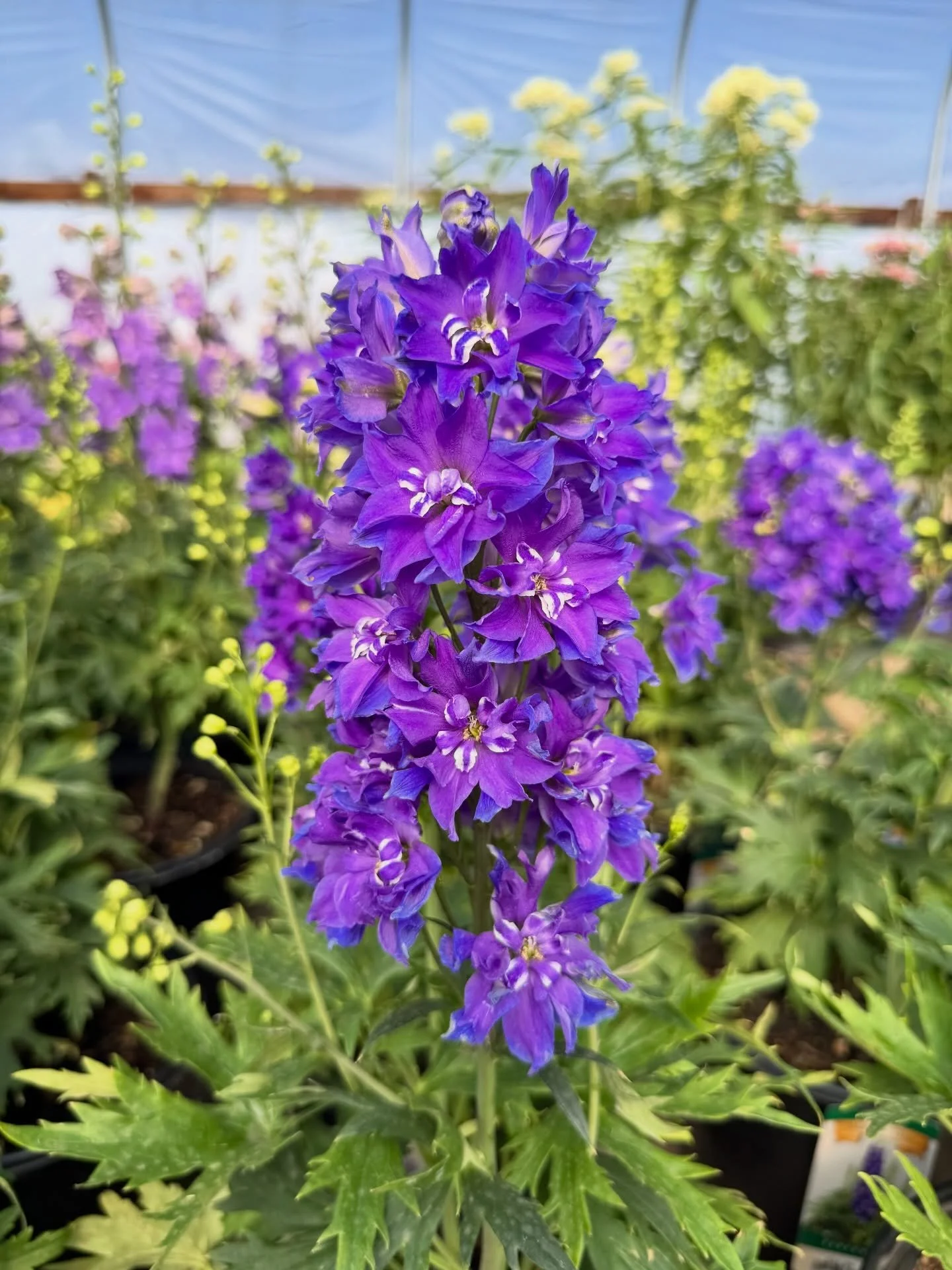 The nursery is putting on quite the show. 🌺🌾🪻

This time of year is one of our favorites, with perennials flowering around every corner. Our perennial houses are overflowing with color, texture, and inspiration&mdash;making it the perfect time to 