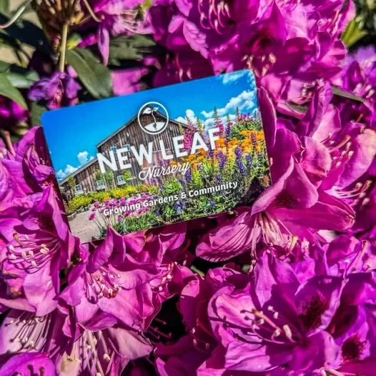 Sip, Shop &amp; Play: Vendor Bingo is Here!

We&rsquo;ve added a fun new way to Sip, Shop &amp; Play at New Leaf Nursery! 🌿 🍷

When you arrive tonight, stop by the Barn Front Desk to pick up your FREE Vendor Bingo card. Then, explore the event by v