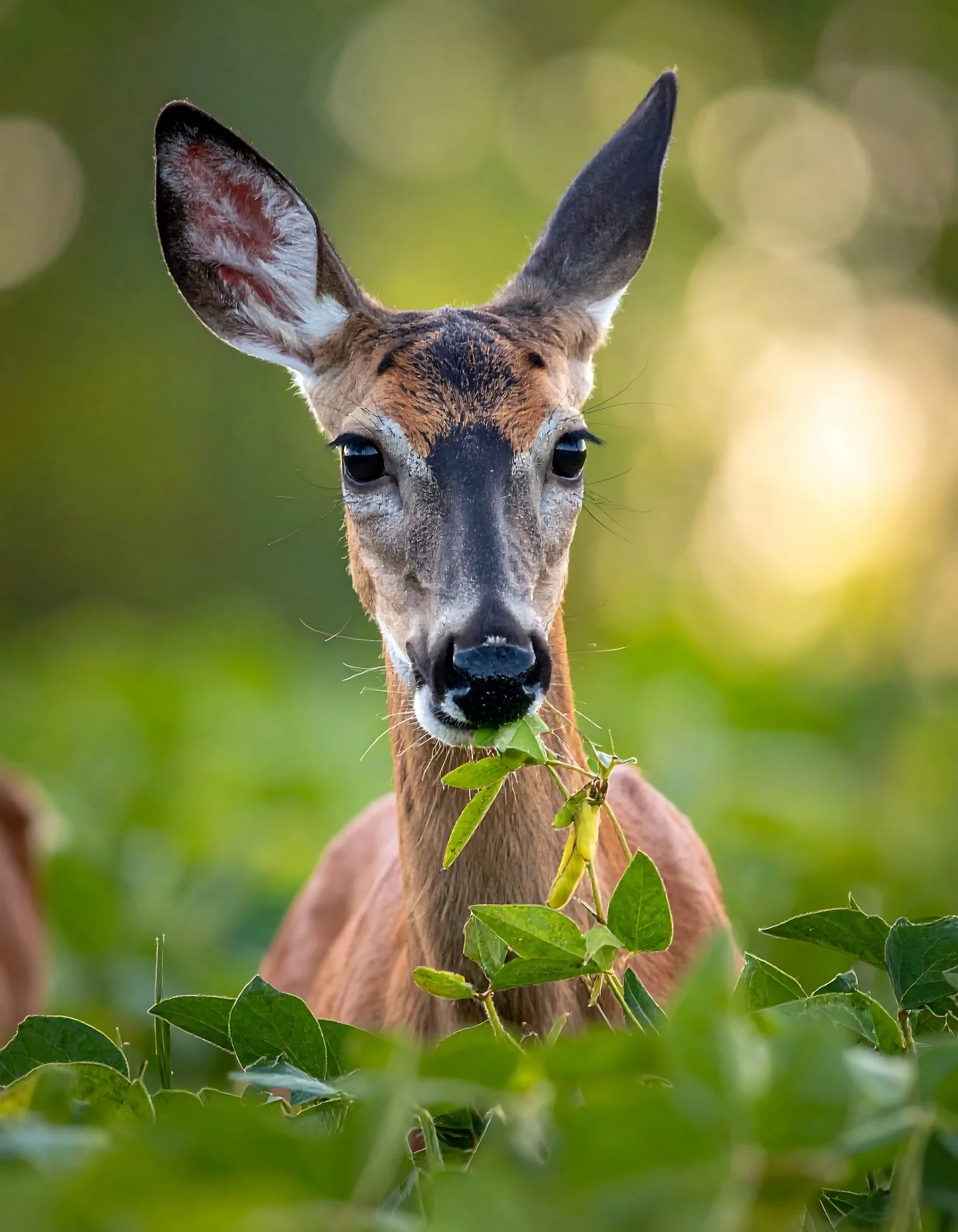 🦌 Have the deer been extra hungry lately? You&rsquo;re not imagining it!

Here in North Idaho, hot, dry summer weather often sends deer searching for greener pastures. As natural grasses and forage dry up&mdash;and wildfire activity can reduce avail