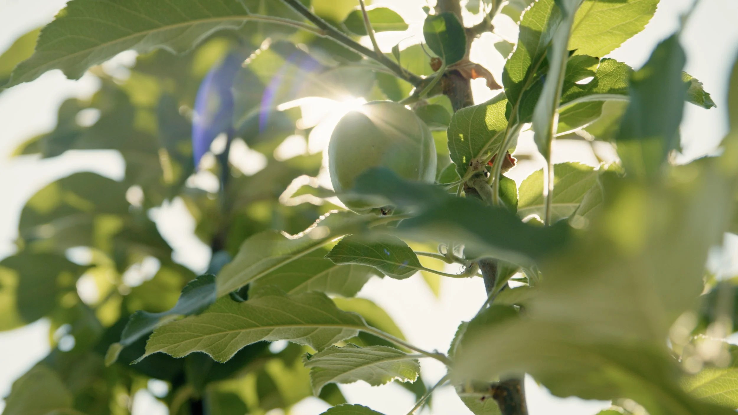   FRUIT TREES  