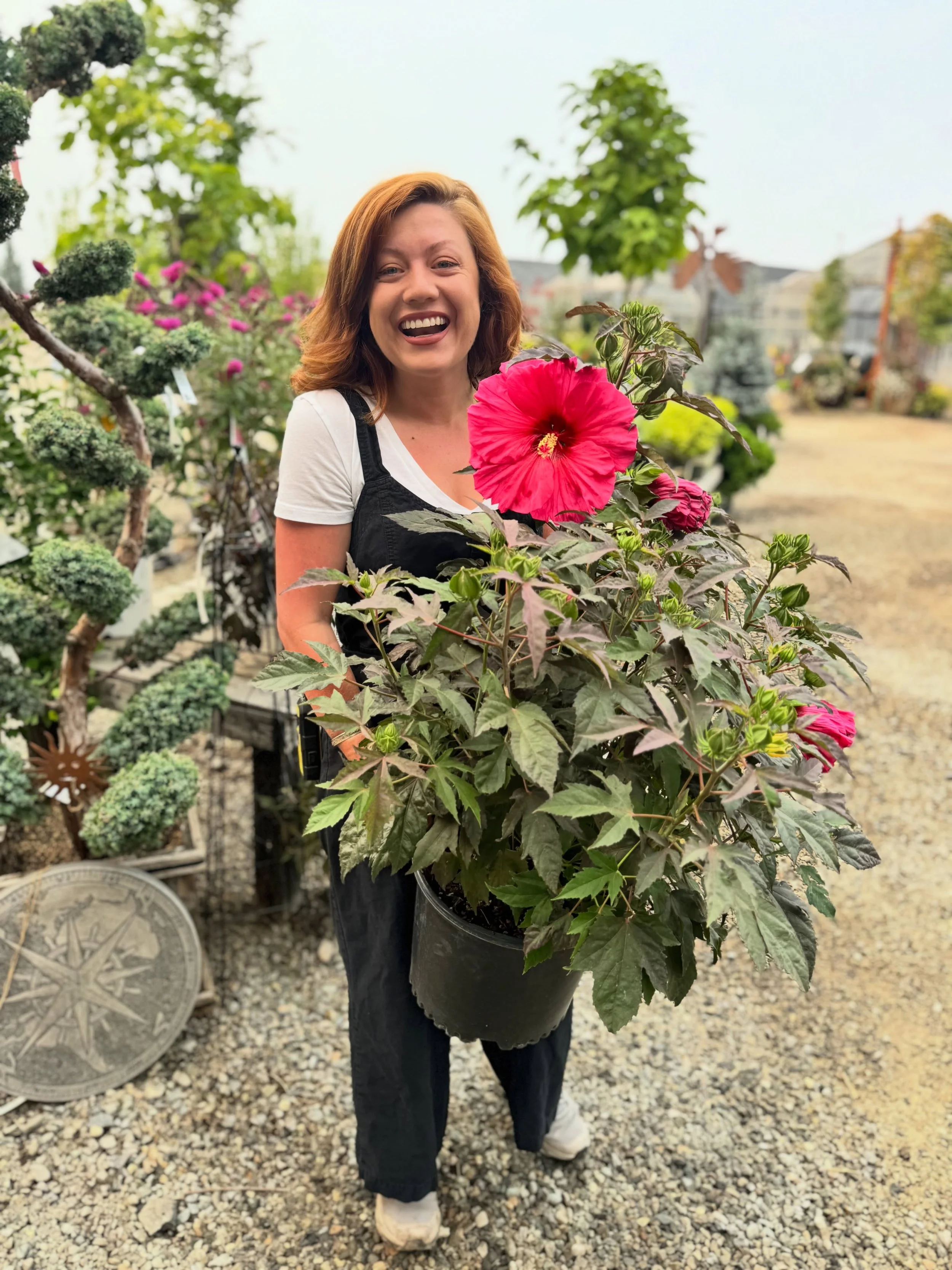 🌱 Working at New Leaf definitely has its perks! 🌺✨

Just look at the size of that stunning hibiscus bloom! Our awesome crew member, Nicole, would definitely agree.

From vibrant dahlias and towering sunflowers to tropical hibiscus and so much more,