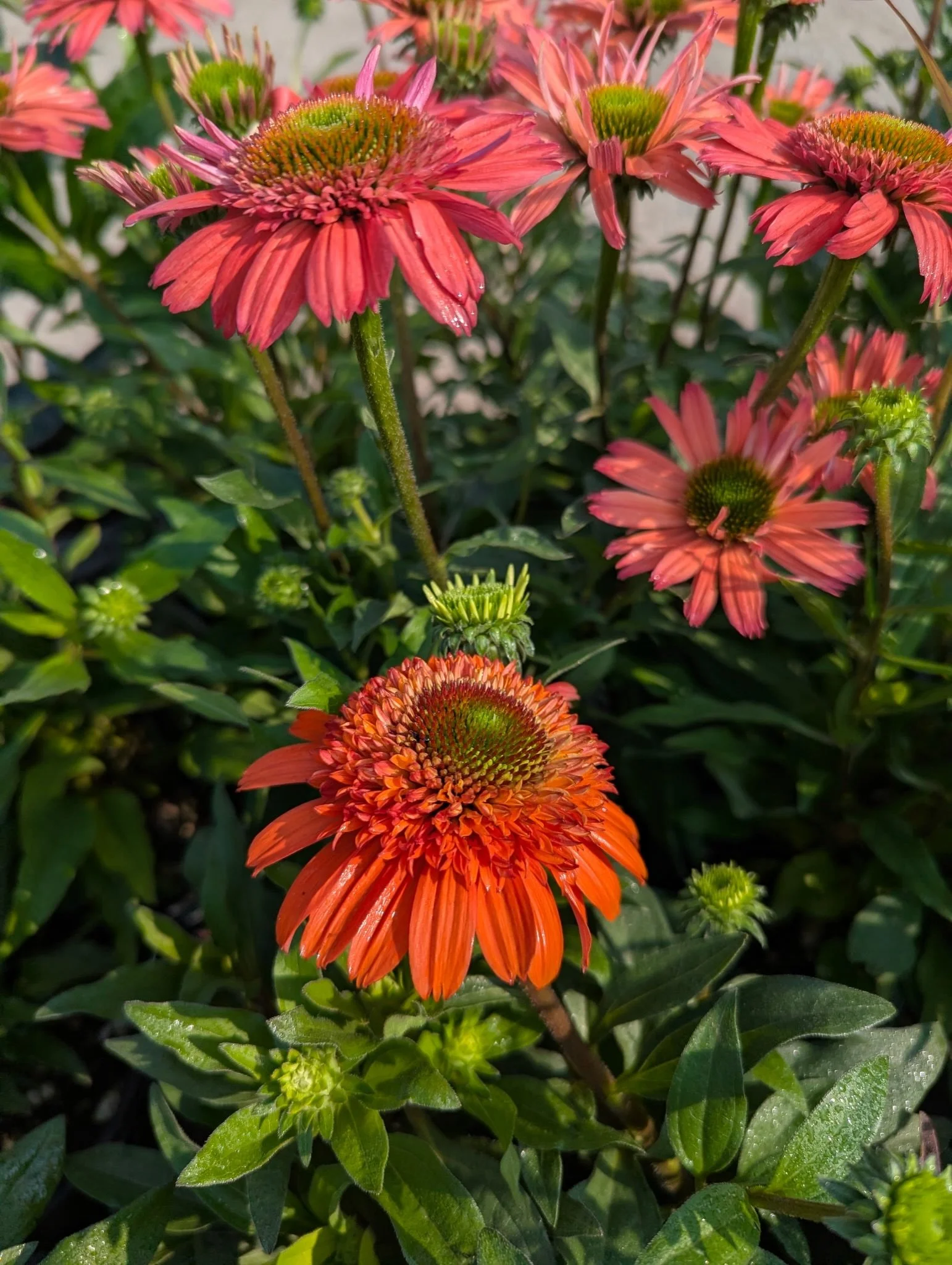 Another week, another load of deliveries!

The plants just keep on coming! 🌱✨ We&rsquo;ve got fresh arrivals rolling in, bringing even more color, variety, and plenty of reasons to stop by the nursery.

Whether you&rsquo;re adding a pop of color to 