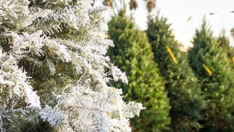Christmas Trees Arrive at New Leaf
