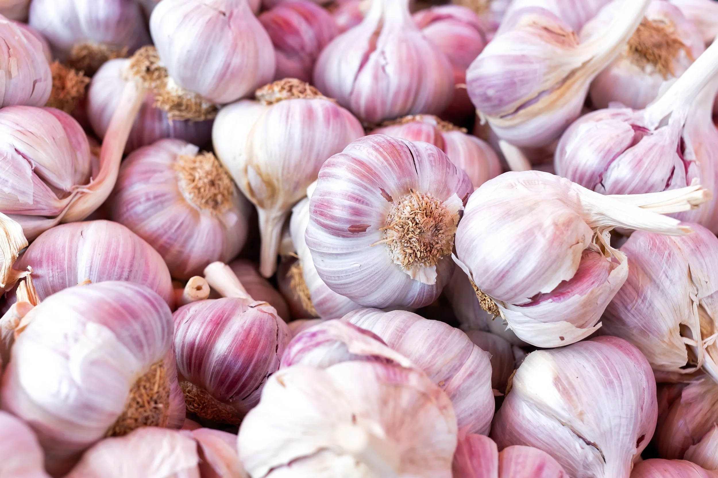   GARLIC IN STOCK  
