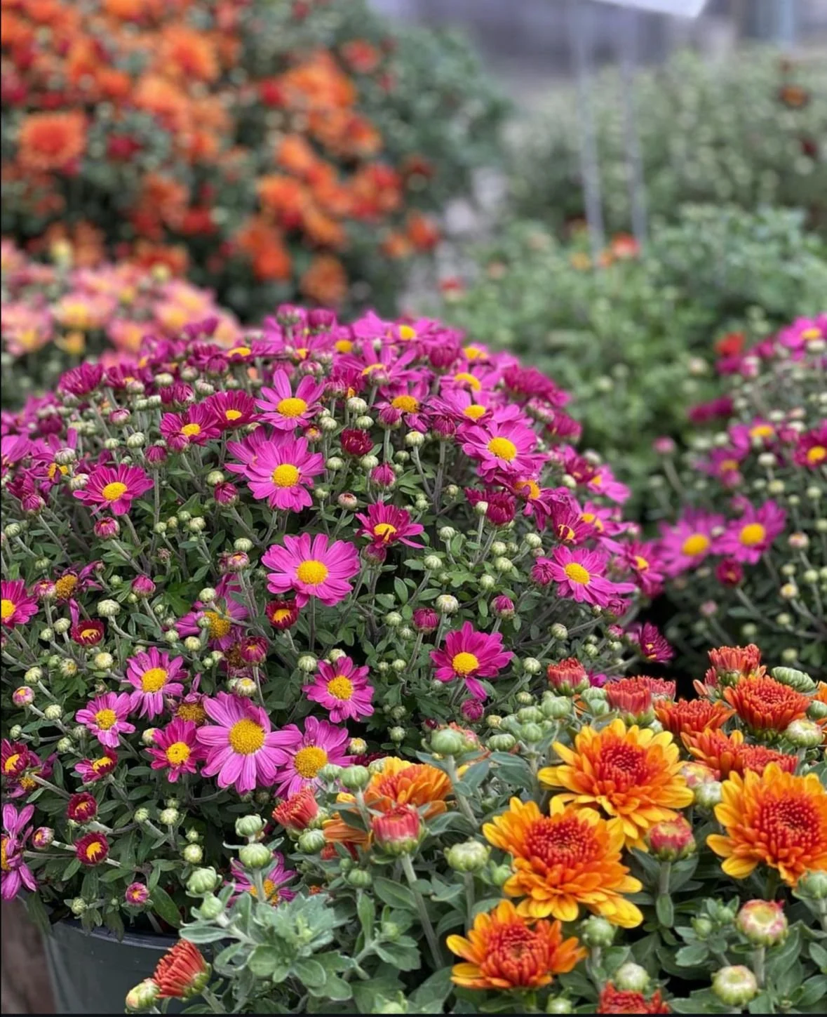 Fresh Fall Finds at the Nursery