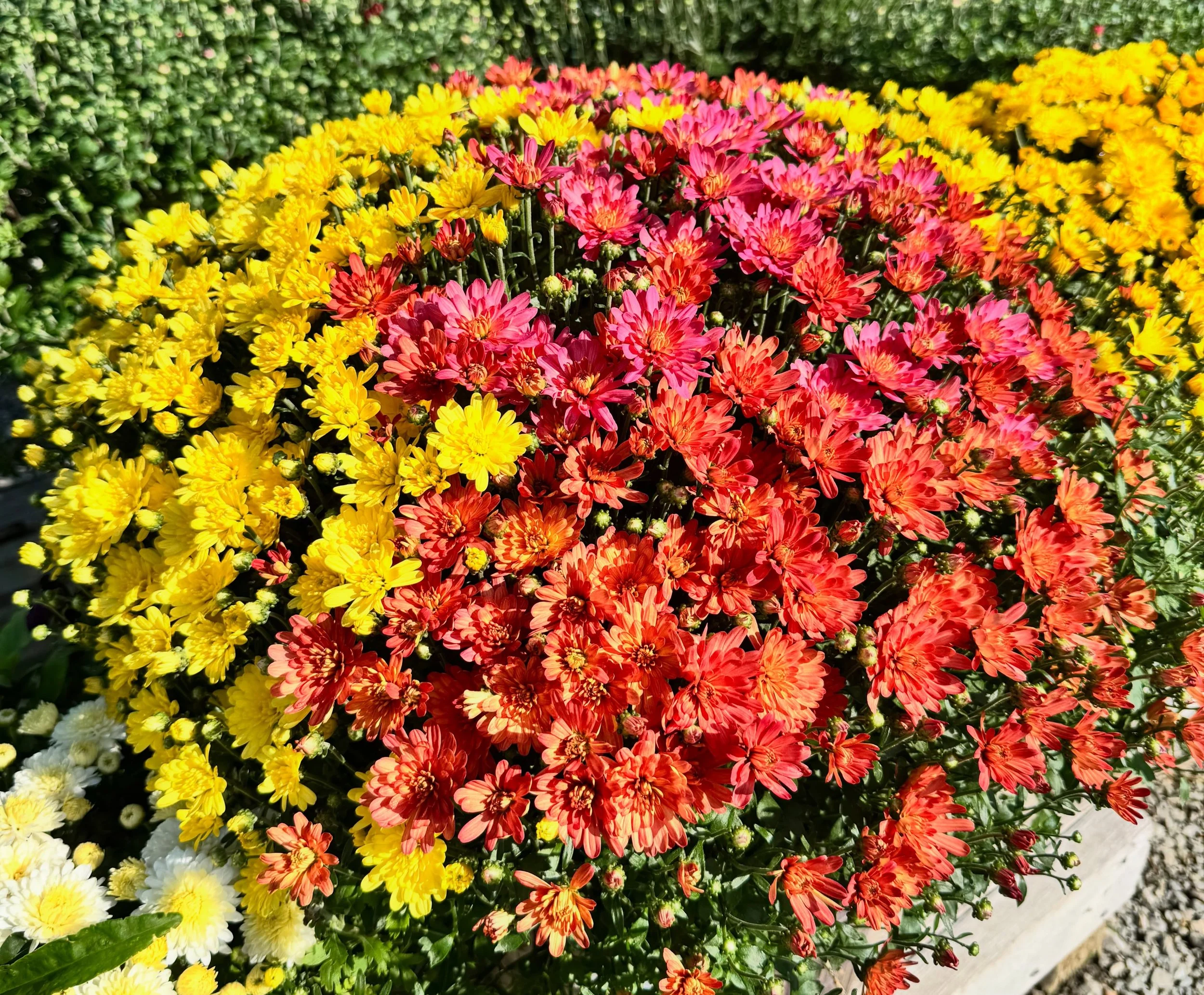 ebba5c15-a660-f389-7655-dfa8d6d4269e.jpg