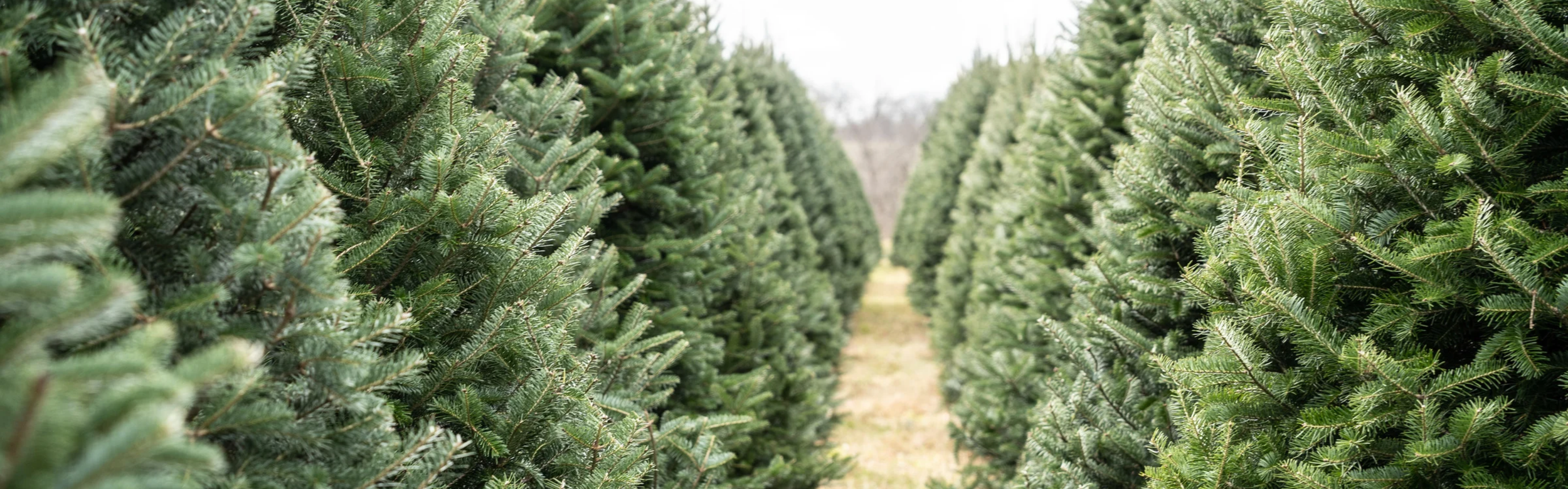   CHRISTMAS TREES COMING SOON  