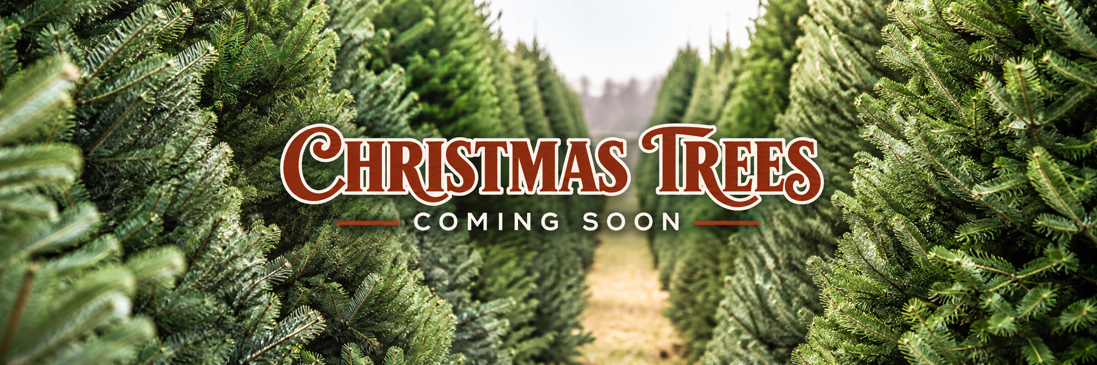 Christmas Trees Coming Soon.png