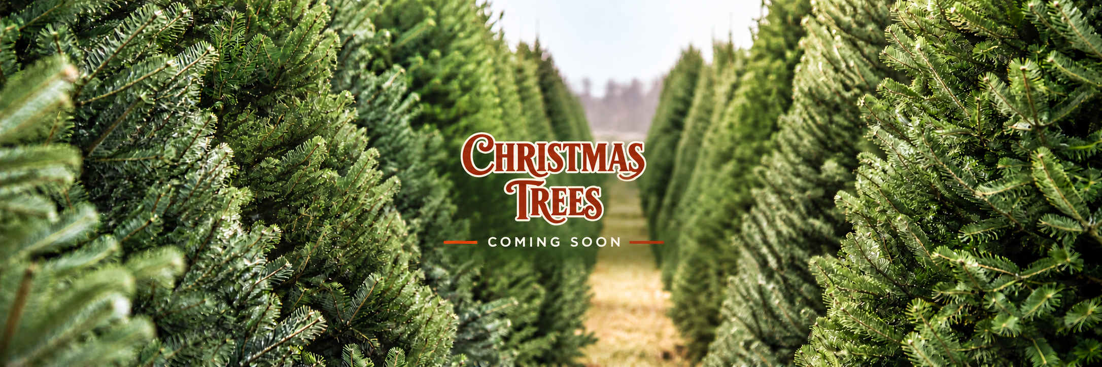 Christmas Tree Farm Coming Soon (1).png