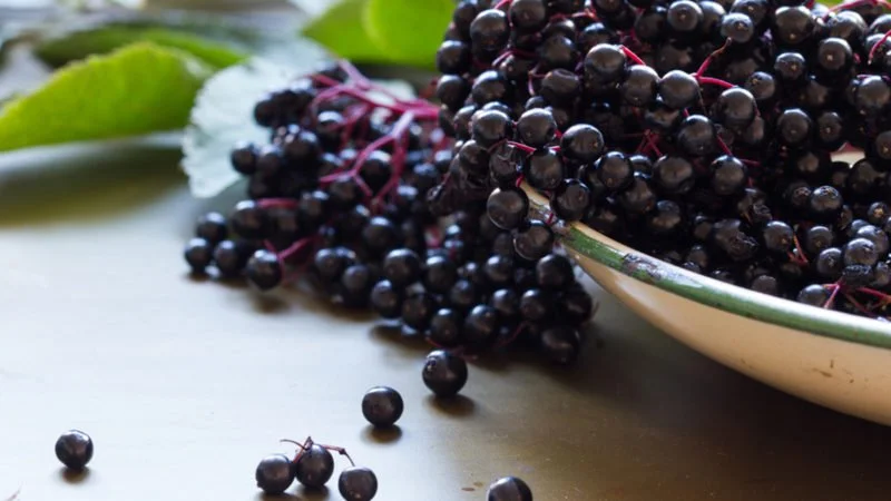 Elderberries-800x450.jpg