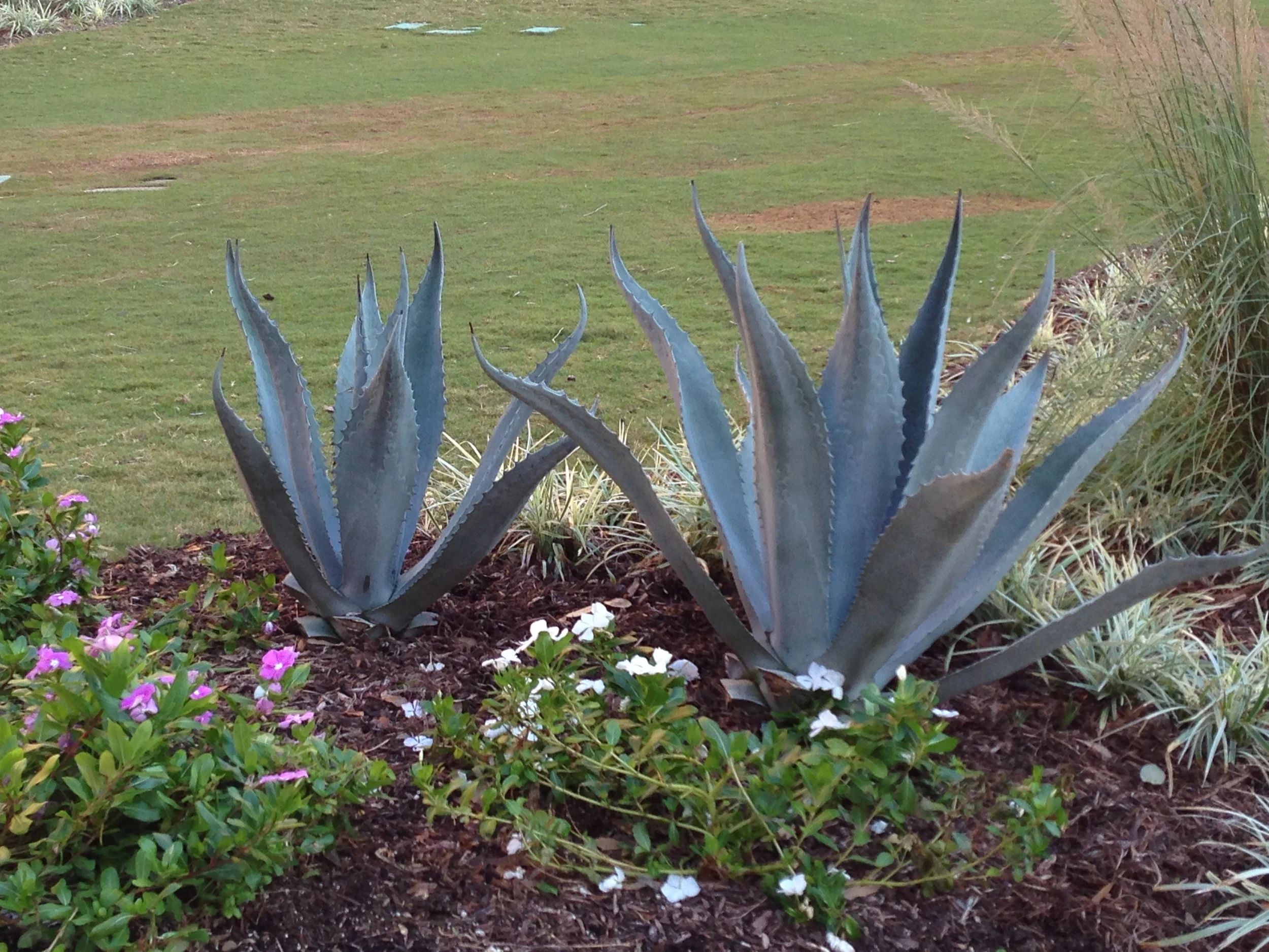 Yings Iphone 2380.JPG