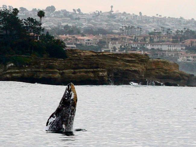 Photo courtesy Carla Mitroff, Dana Wharf Sportfishing & Whale Watching