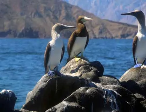 Midriff-Islands,-Gulf-of-California,-Blue-and-Yellow-Footed-Boobies.jpg