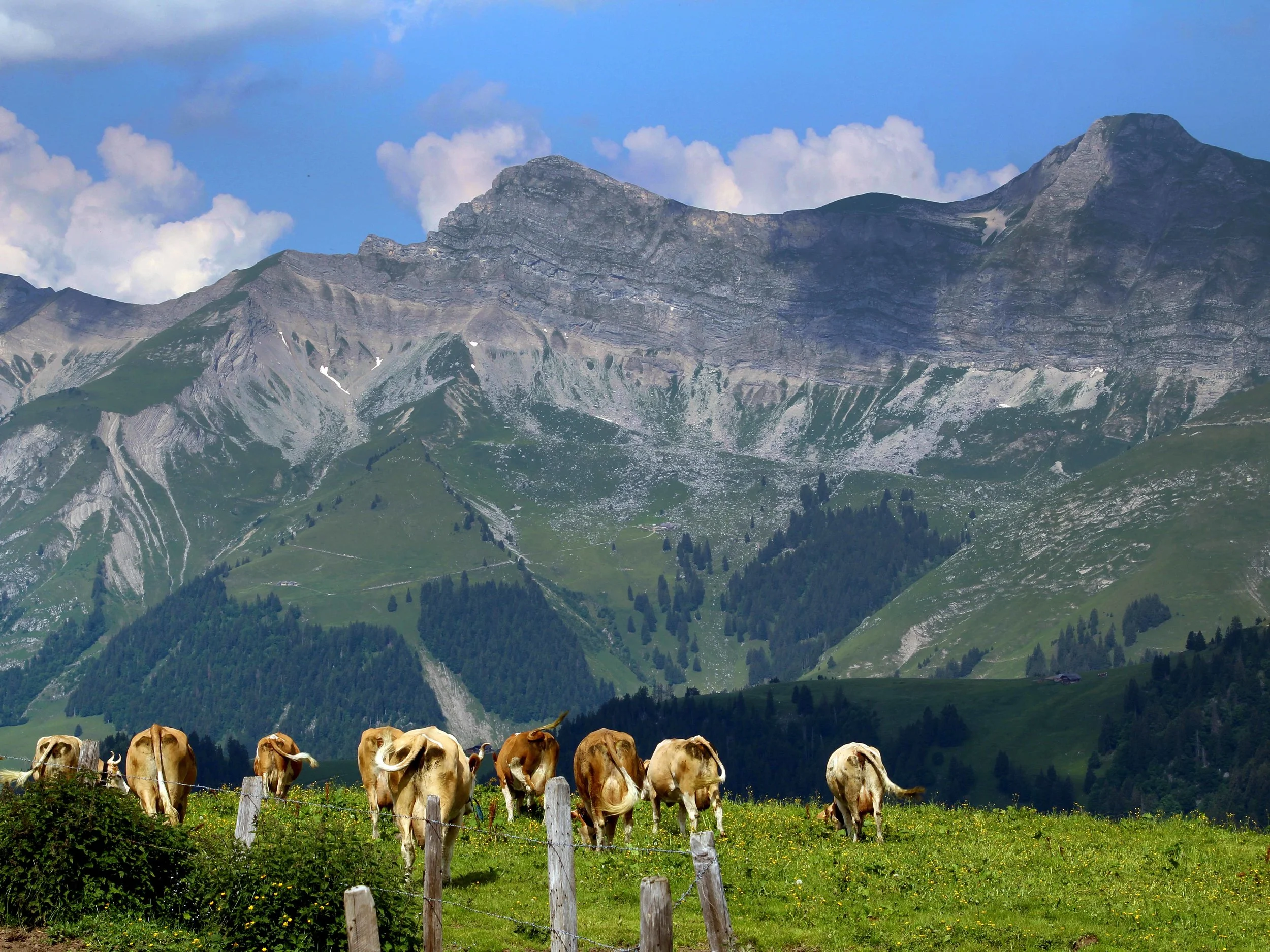 Switzerland, Pays-d'Enhaut ©Tony DiBona