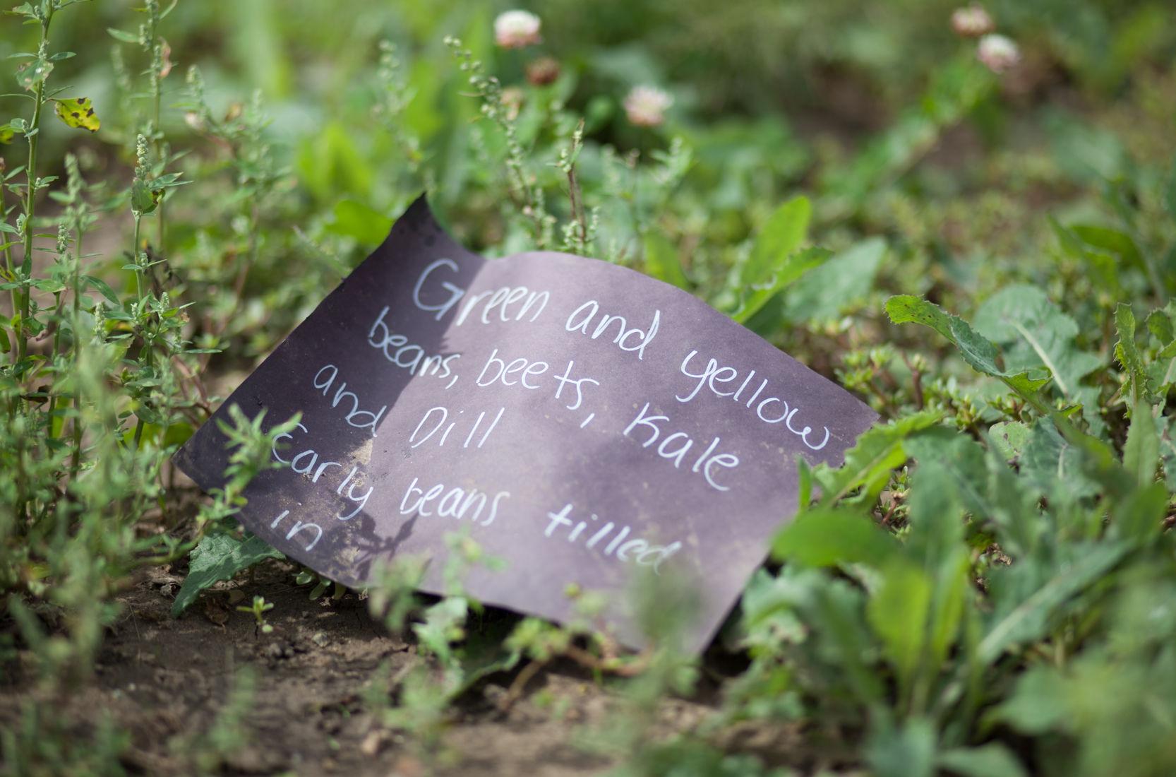 10 Reasons to Start a Garden