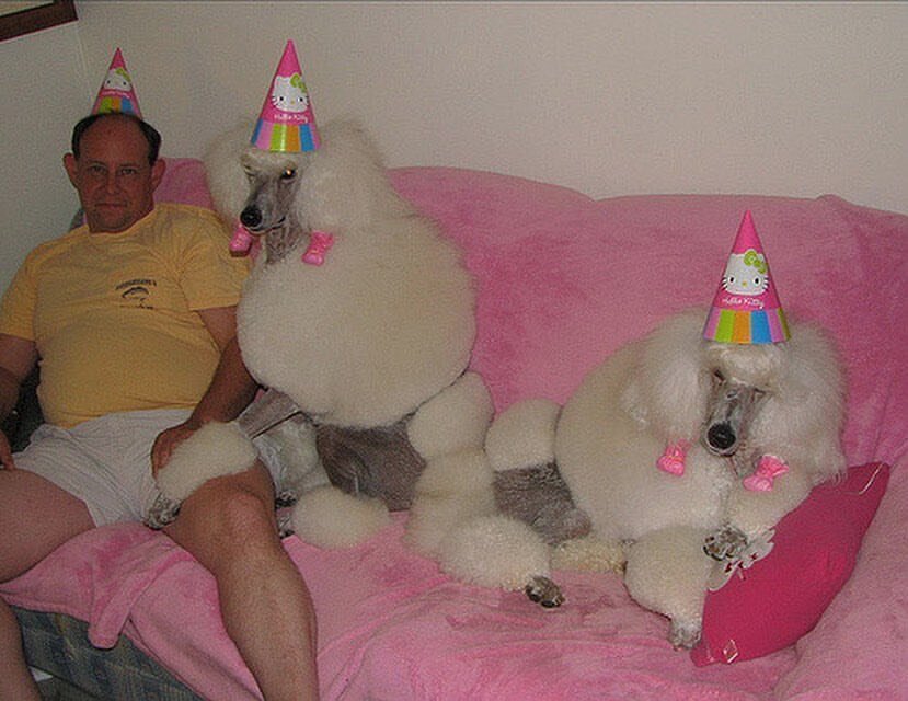 TGIF #wheremadogsat