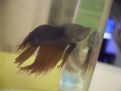 My first betta fish named Plum.