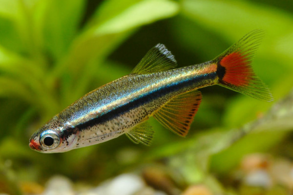 image from http://www.smithsaquarium.com.au/