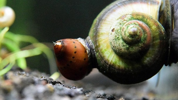 image from http://www.aquariumcarebasics.com/