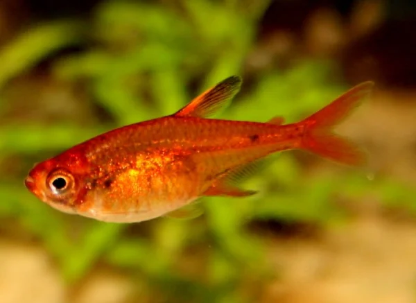 image from http://fishkeepingadvice.com/top-5-tetras/