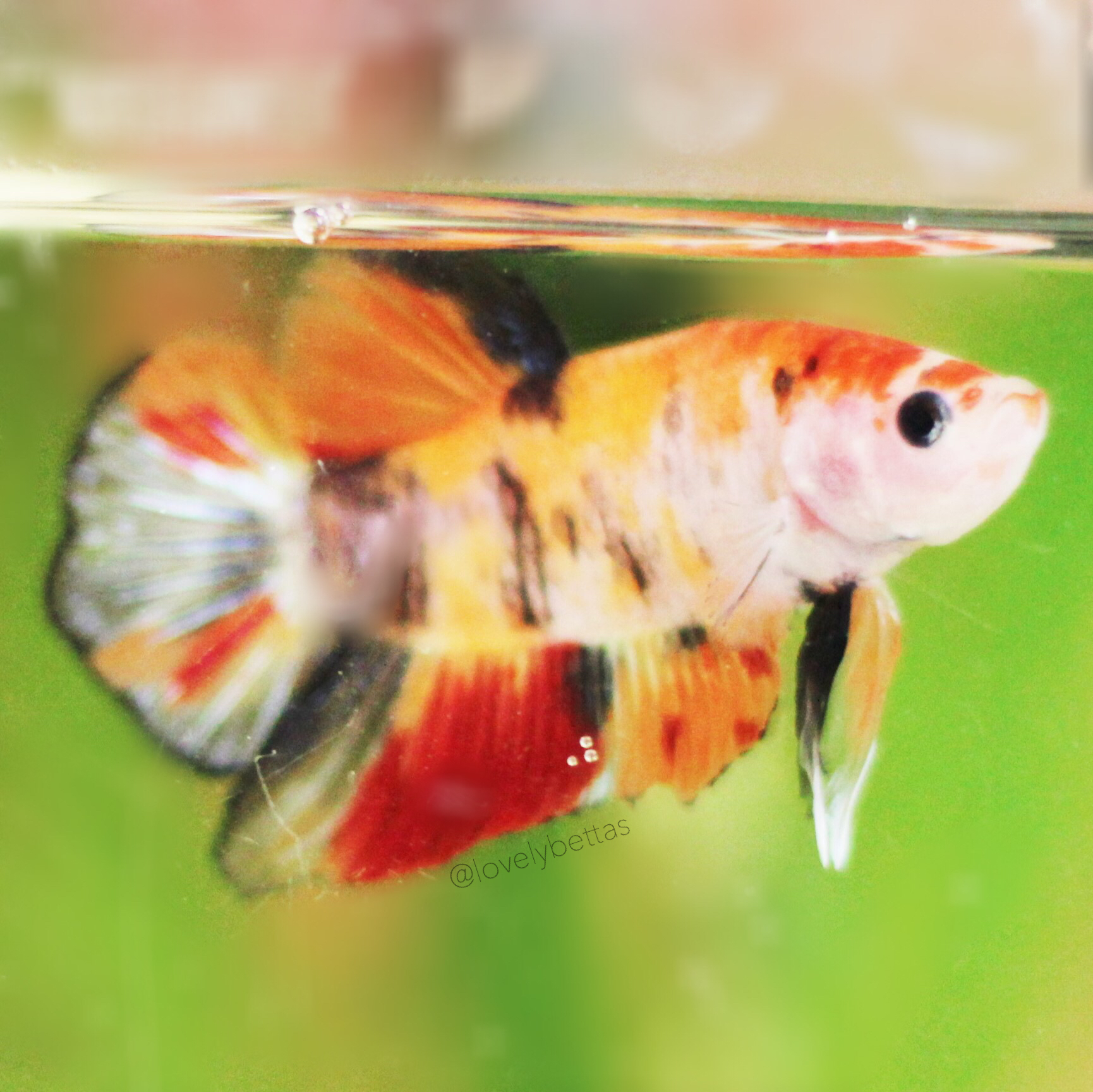 MALE