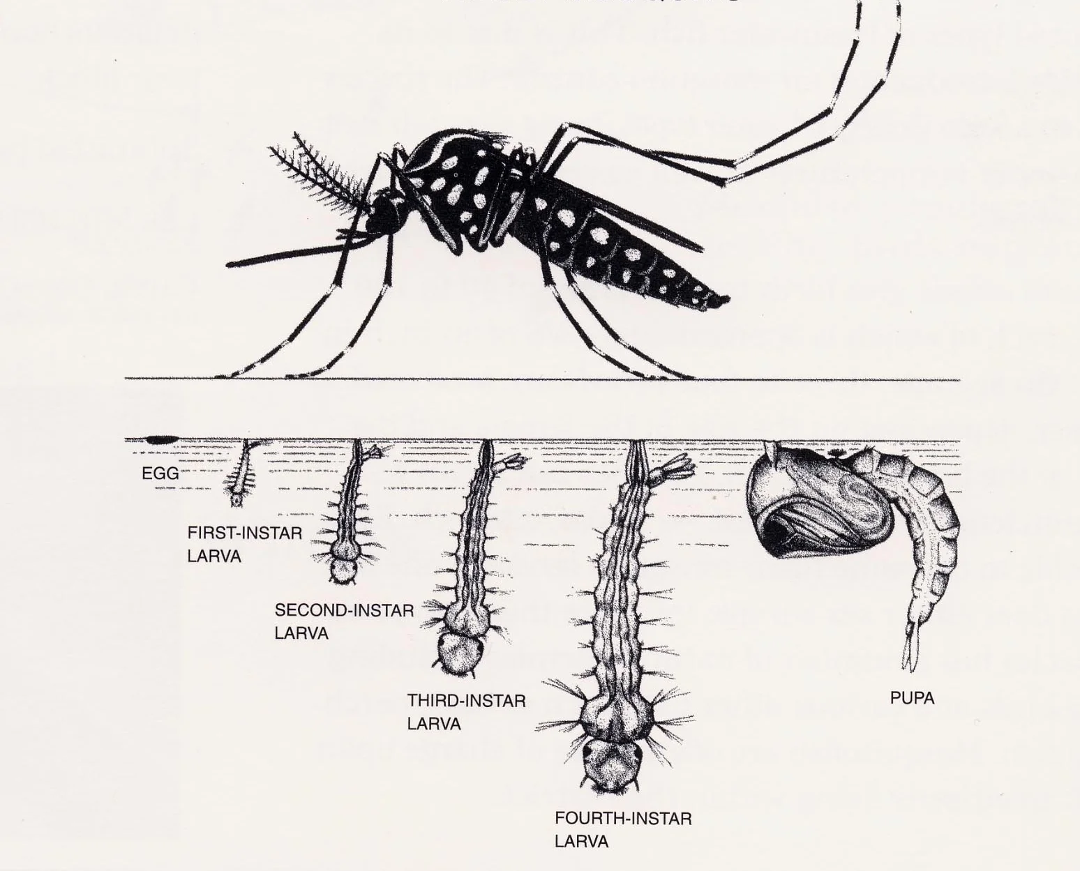 Photo from: http://www.cmcd.org/biology-2/biology/
