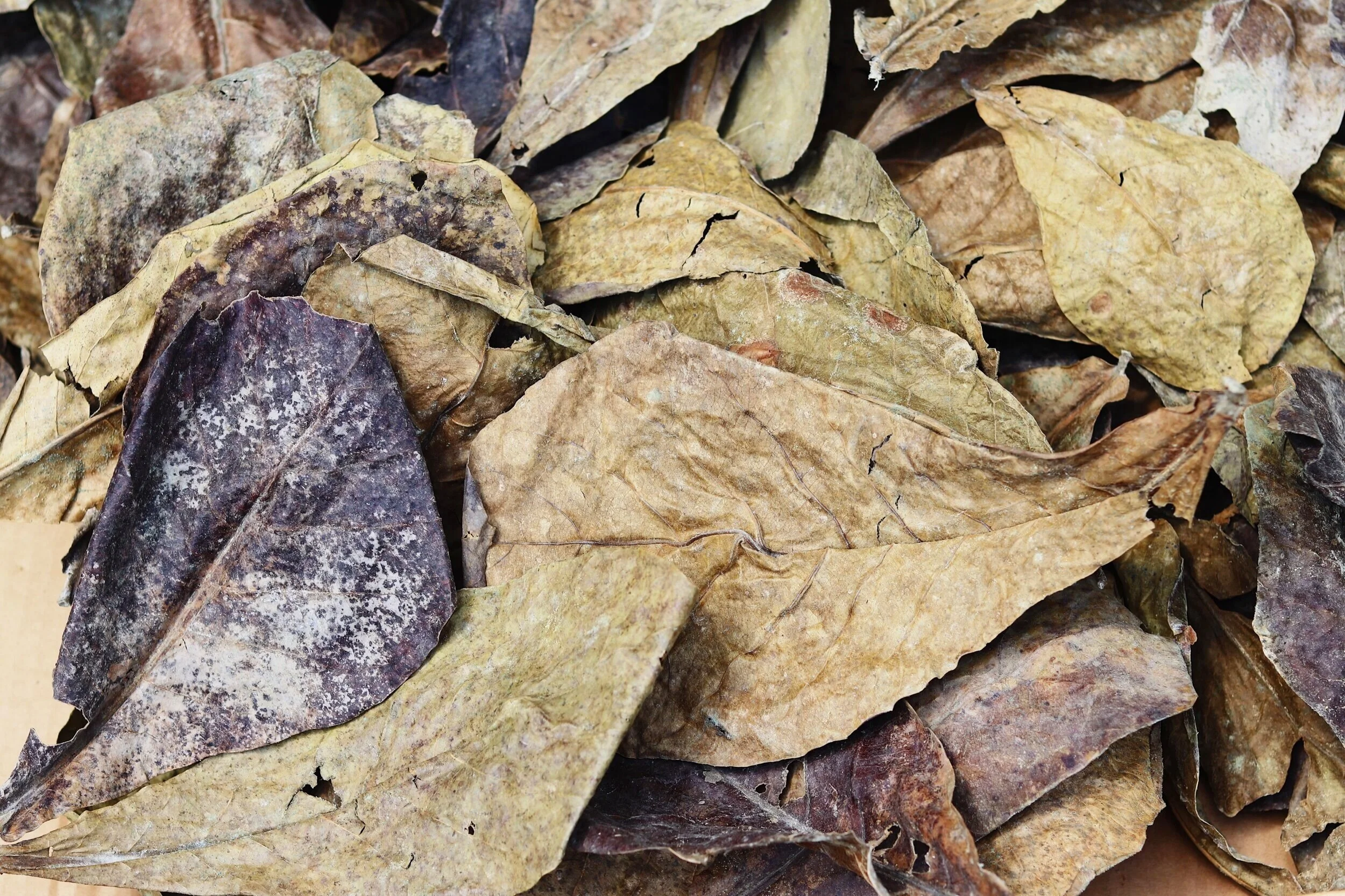 3494E64A-F28F-4292-A53C-F816EDC97587