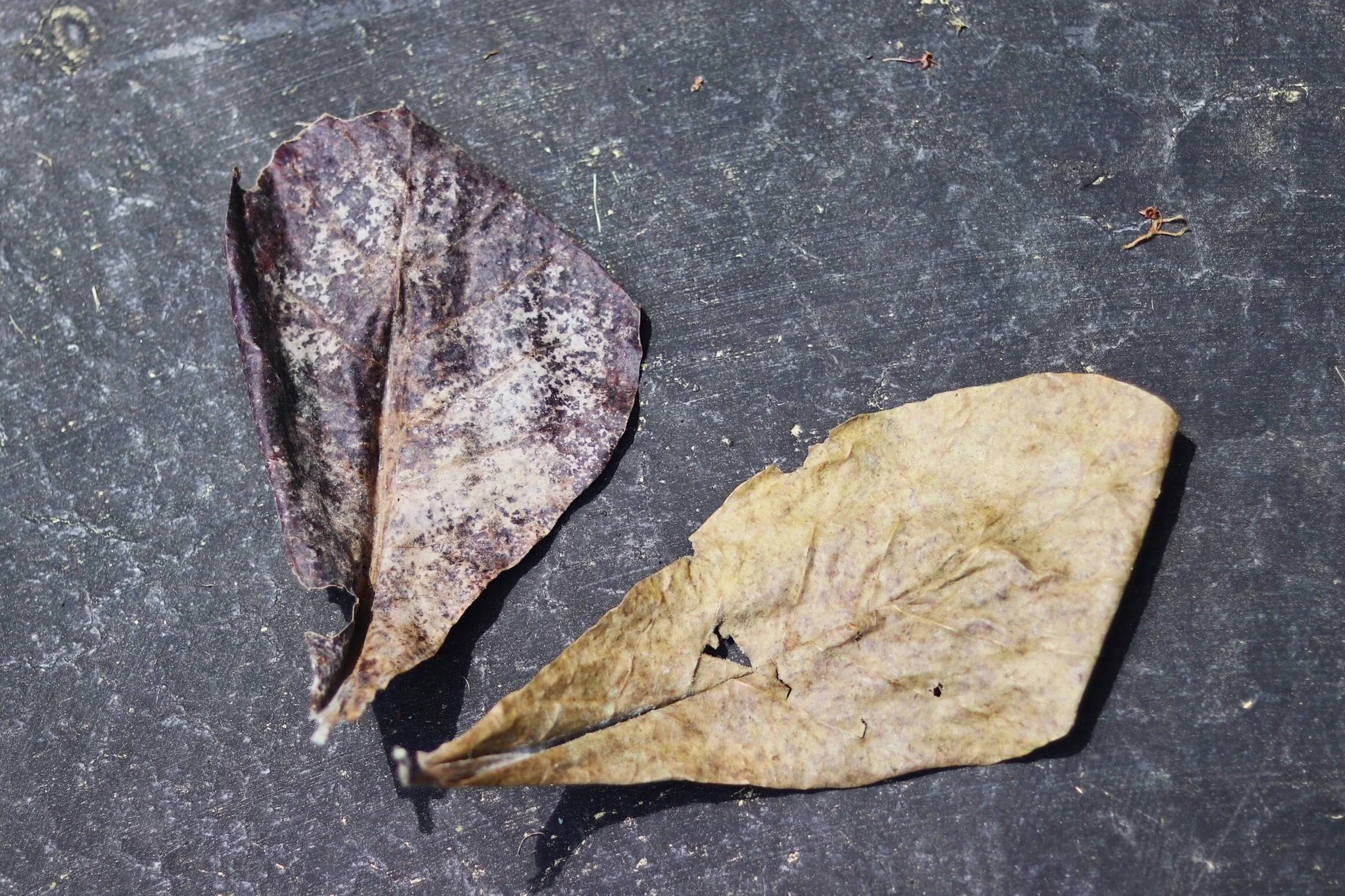 545E4FF1-5AA6-41D9-8007-454396DA7C0D