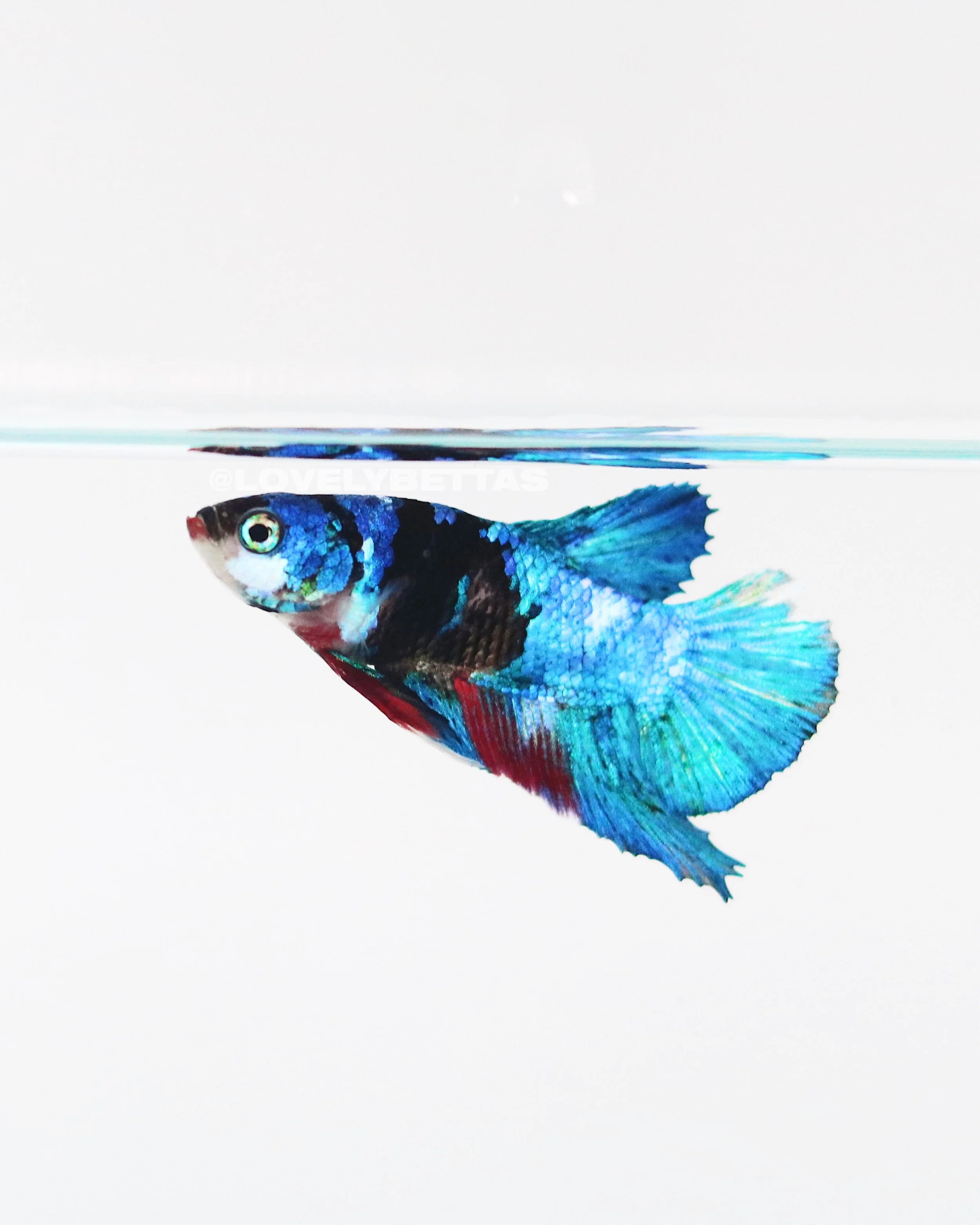 795CD03D-B460-4570-B046-B5556F9372D9 3.JPG