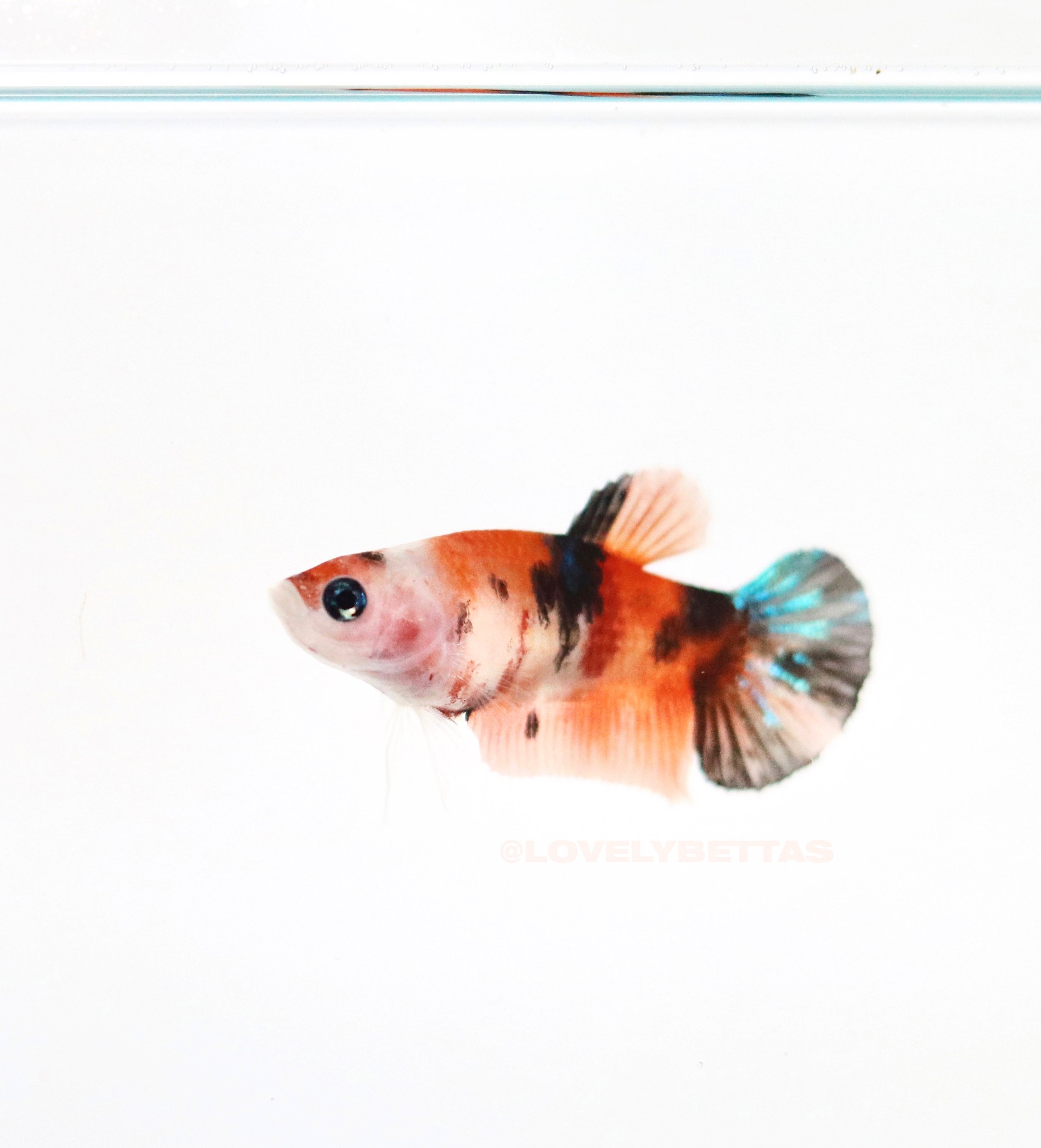 FA1E1ED2-E033-4E2F-9321-B1D2FEDABDFA 3.JPG