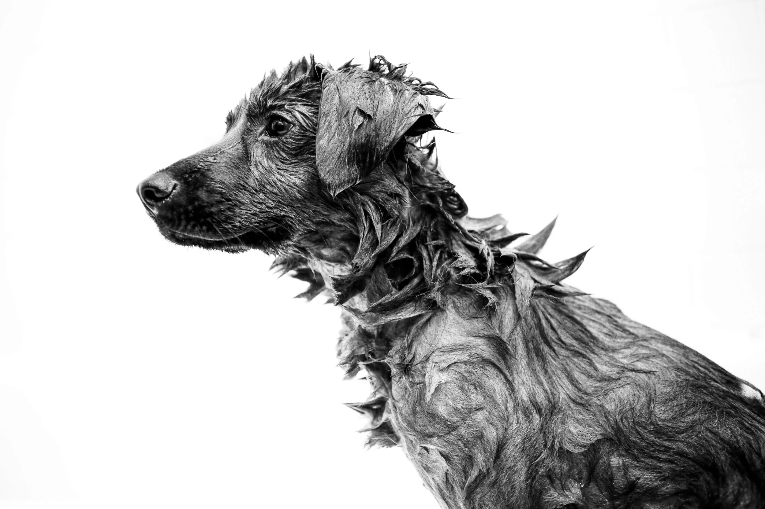 squarespacegeneralportfolio035.jpg