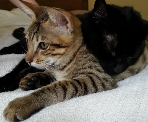 Pets are great for patient therapy