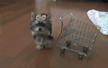 Still Shopping?