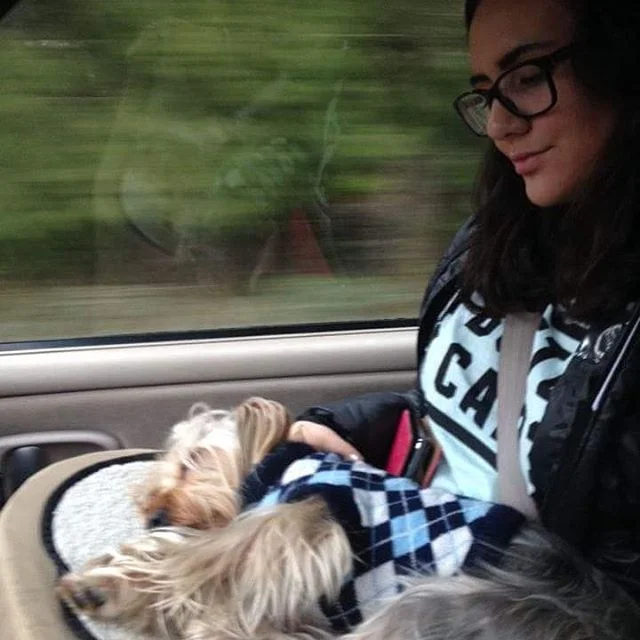 dog lap pillow