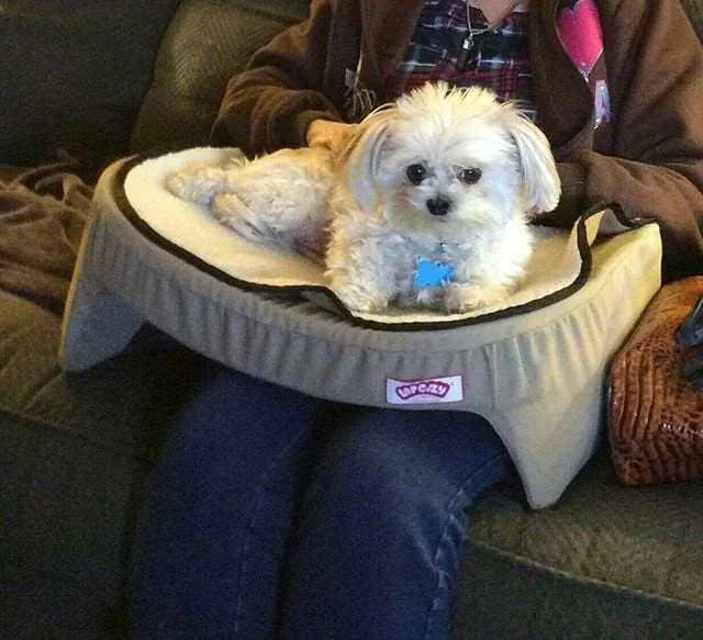 dog lap pillow